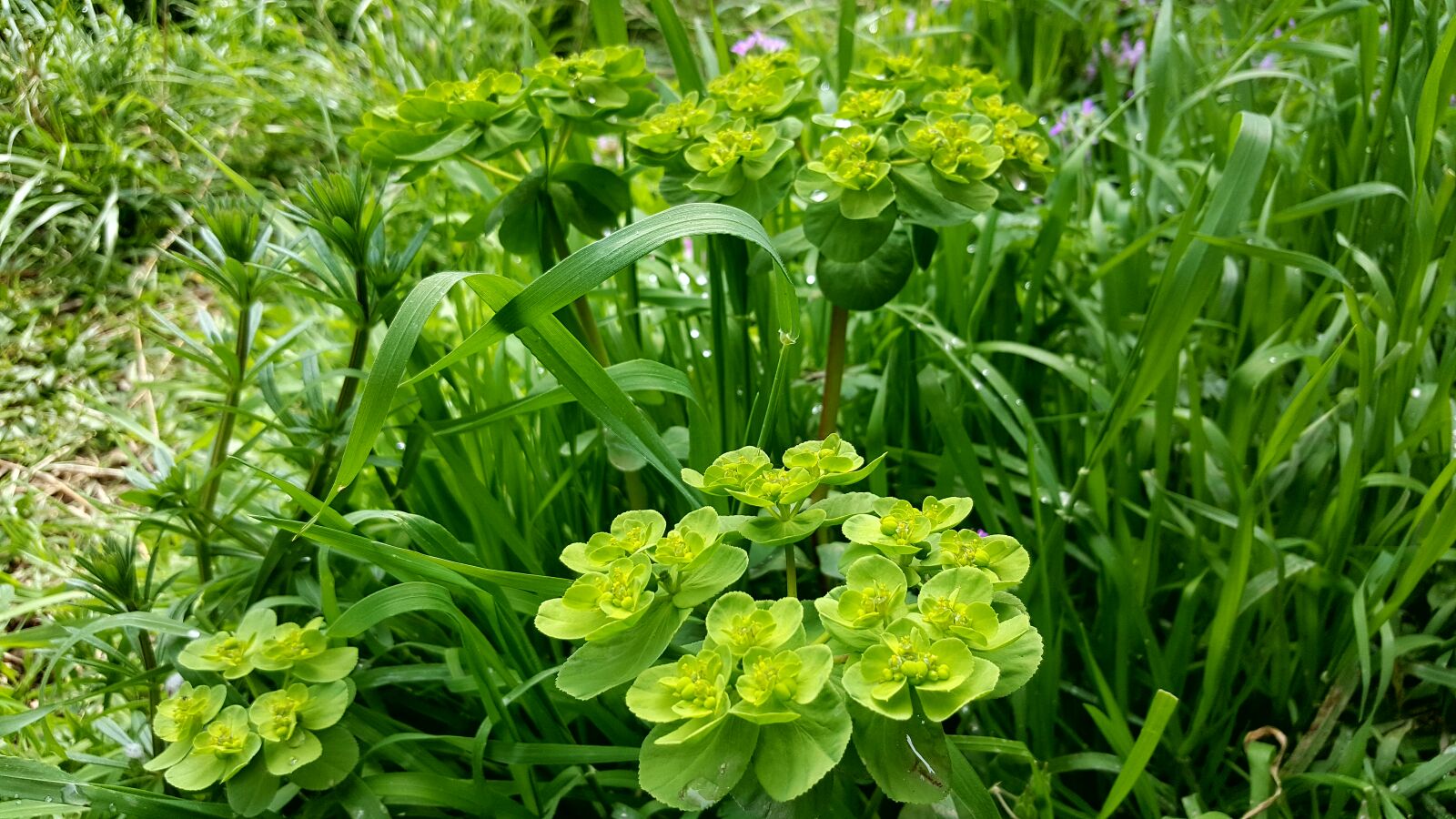 Samsung Galaxy S6 sample photo. Beauty, flowers photography