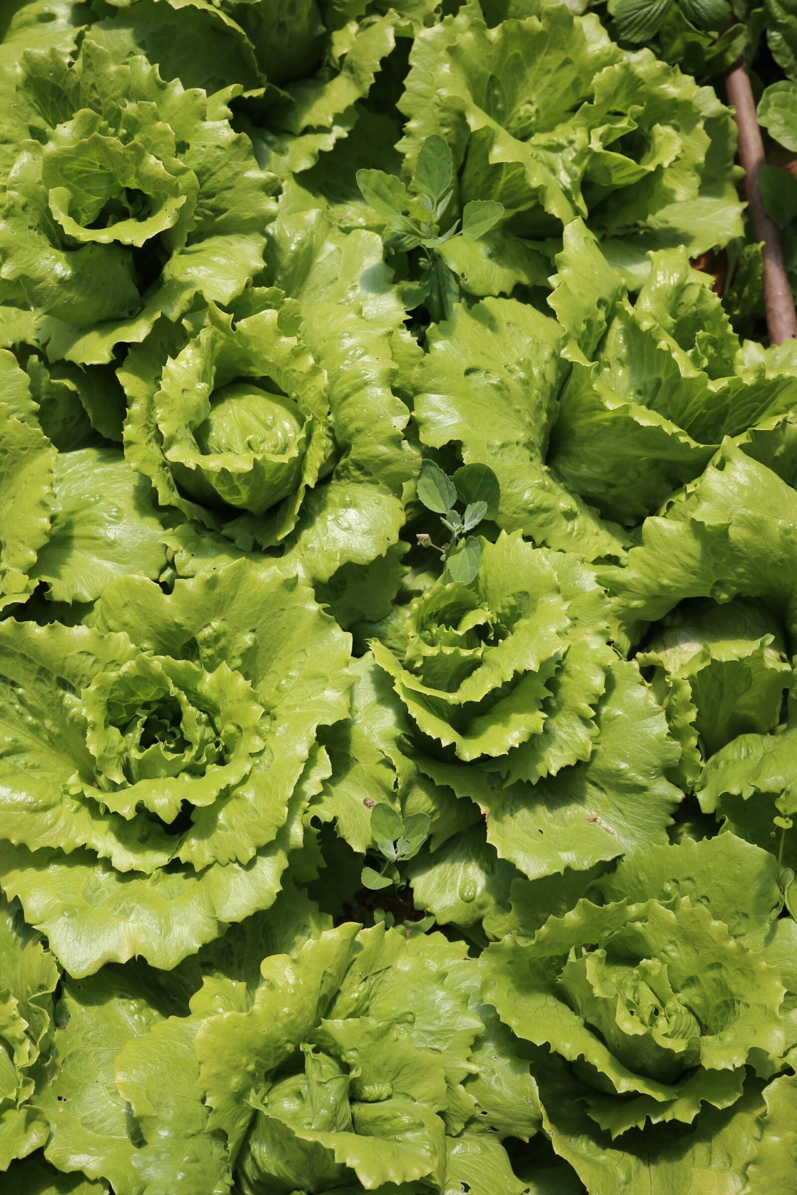 Canon EOS 5D Mark III sample photo. Nature, garden, salad photography