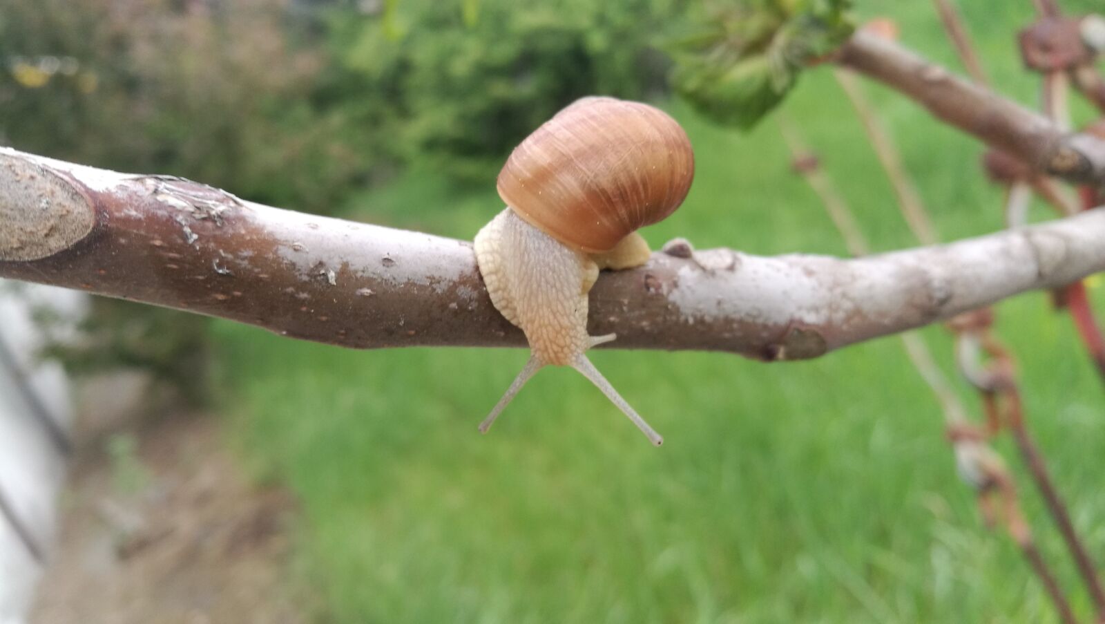 HUAWEI P9 sample photo. Snail, crawl, helix photography