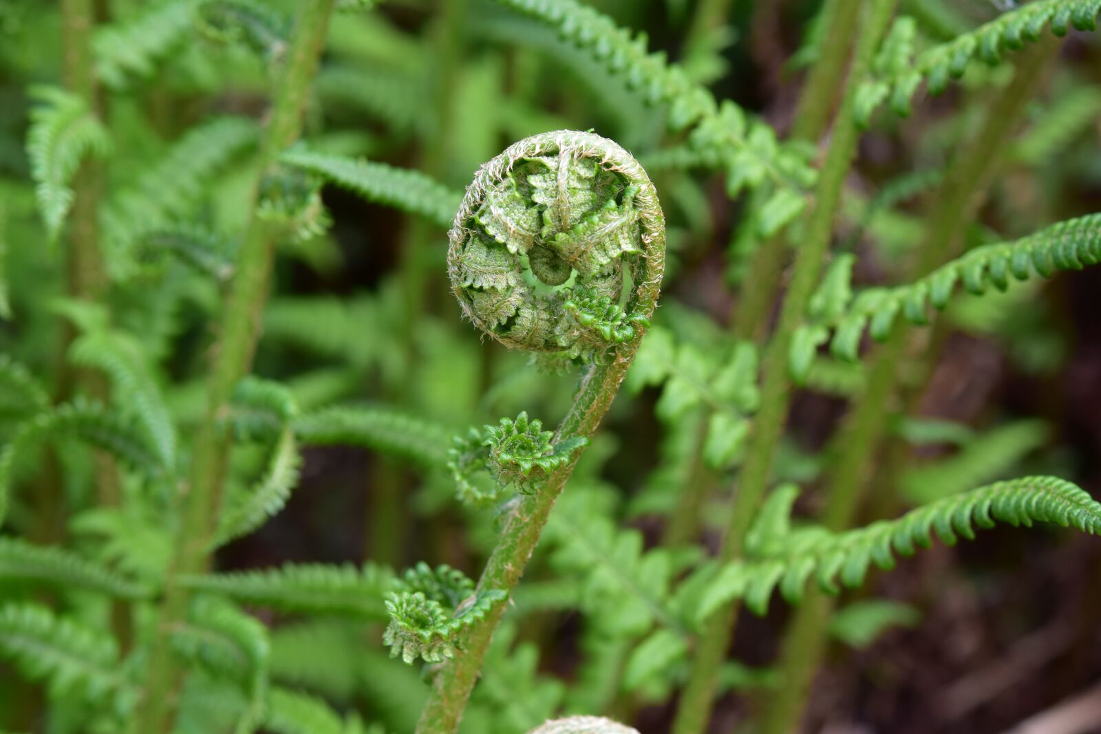 Nikon D5600 sample photo. Fern, seedling fern, plant photography