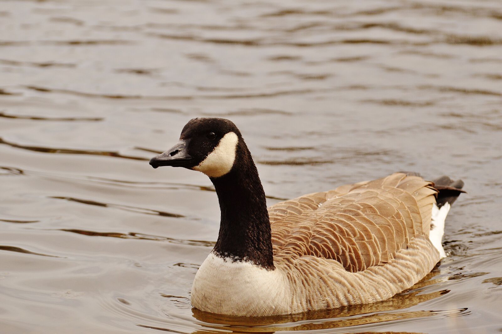 Nikon D3200 sample photo. Goose, poultry, animal photography