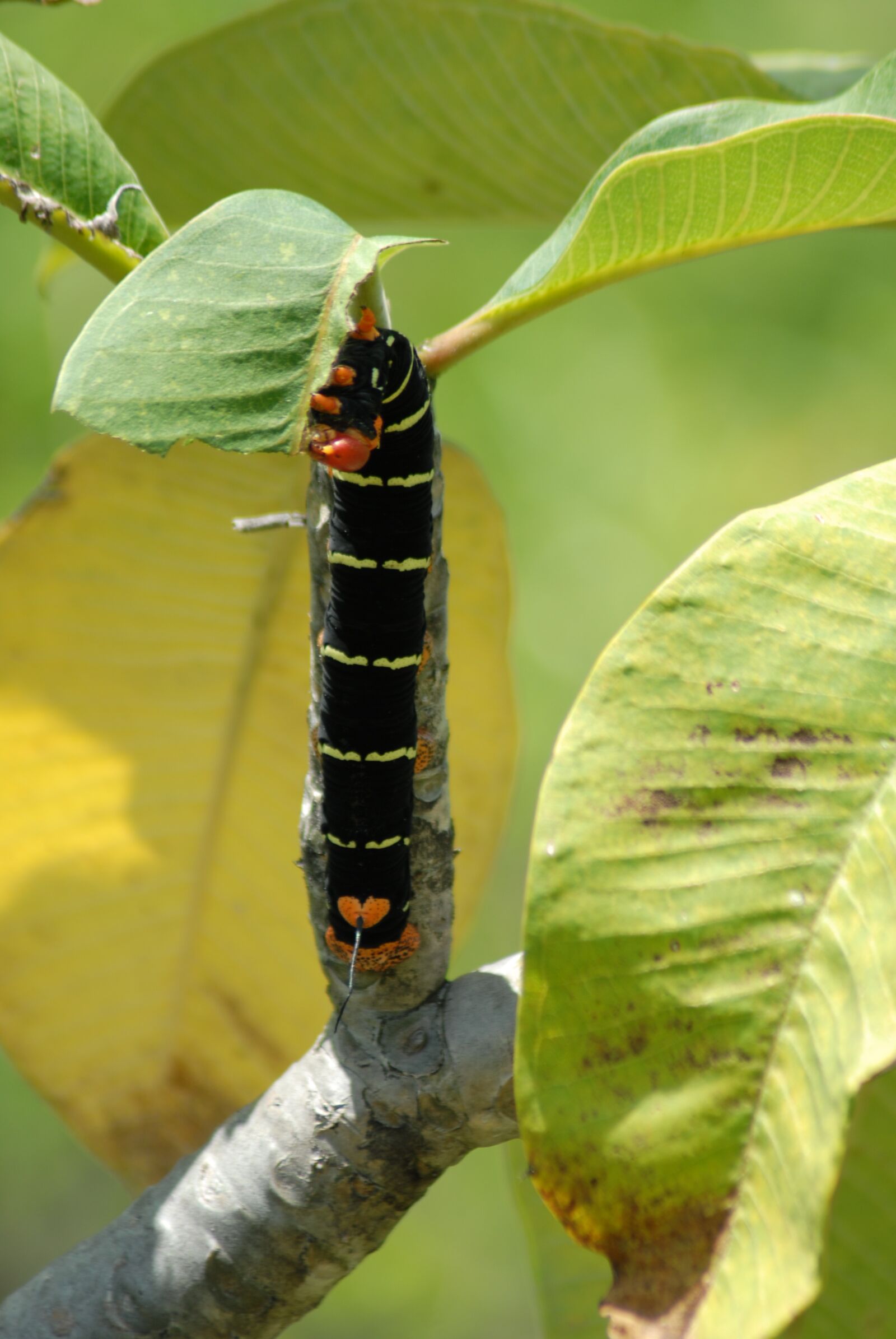 Nikon D200 sample photo. Worm, fauna, nature photography