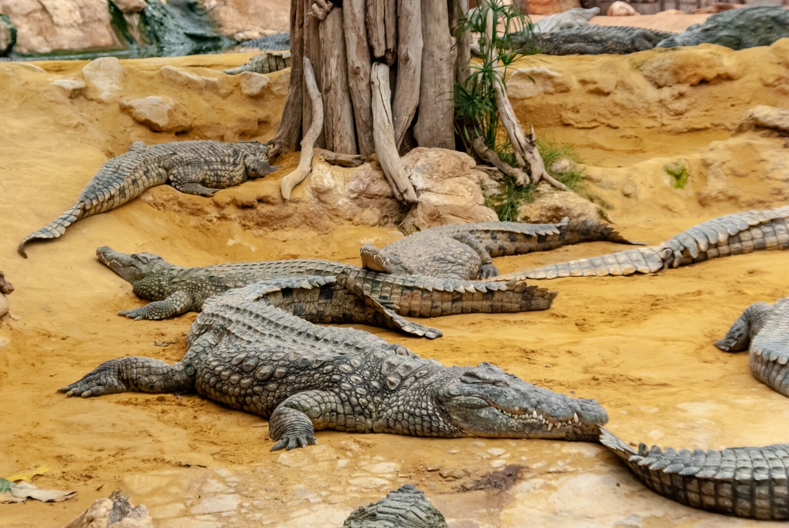 Nikon D80 sample photo. Crocodile, reptile, tortie photography