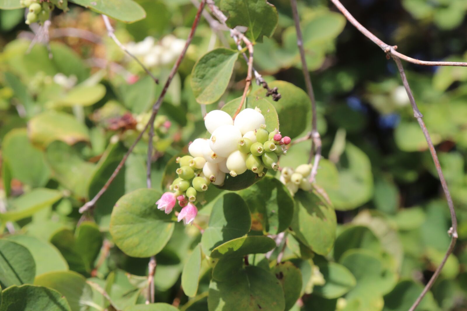 Canon EOS 200D (EOS Rebel SL2 / EOS Kiss X9) sample photo. Nature, bush, plant photography