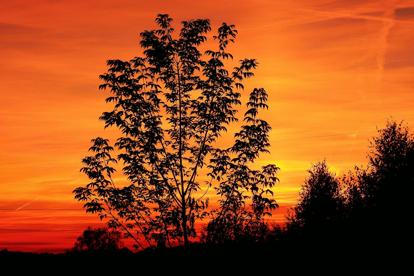 Nikon Coolpix P900 sample photo. Sunset, tree, landscape photography