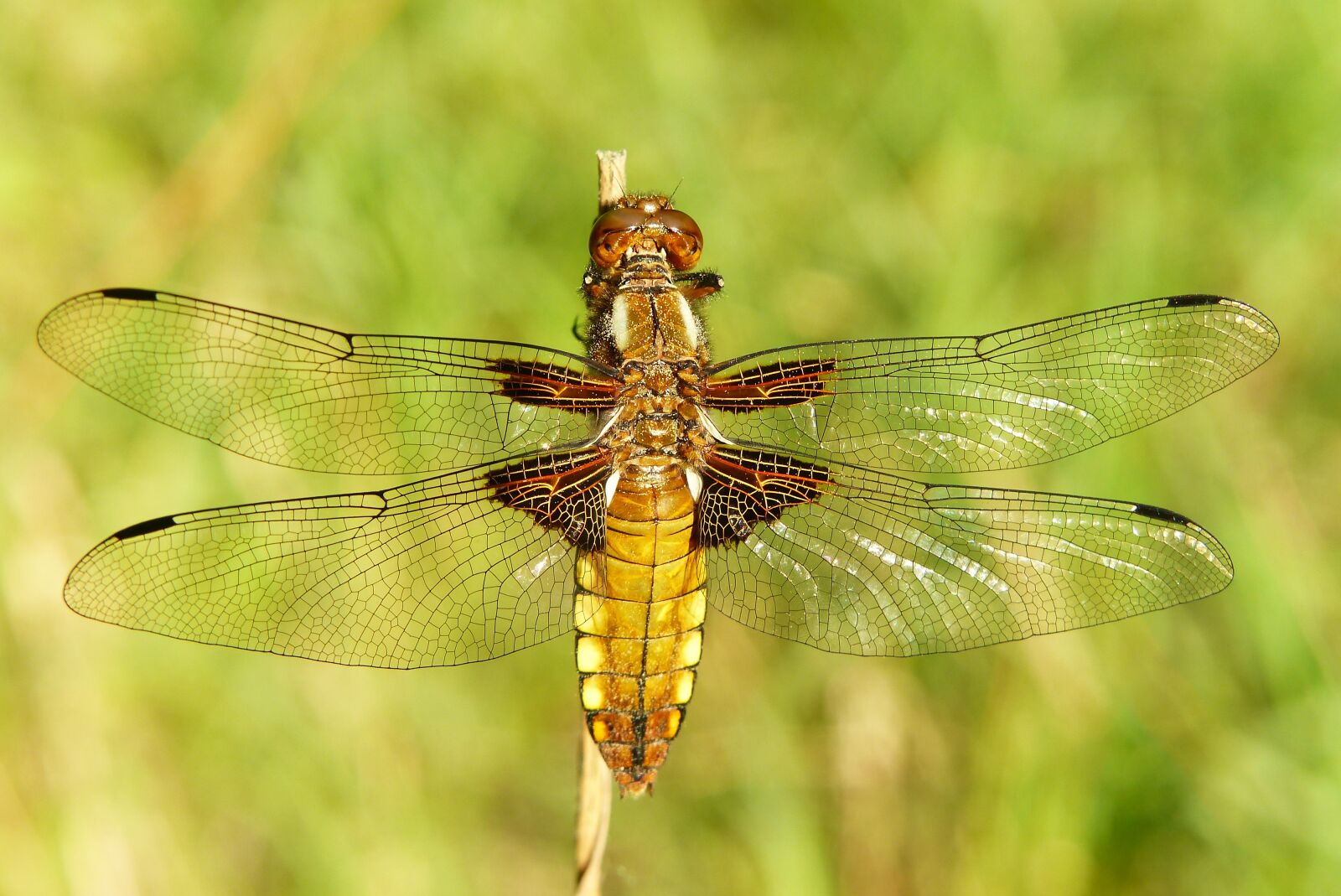 Panasonic Lumix DMC-FZ200 sample photo. Animals, invertebrates, insect photography
