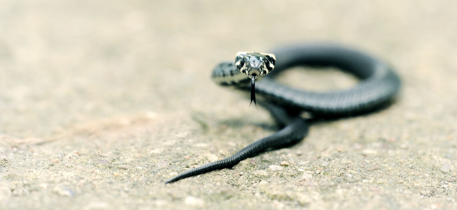 Nikon D3S sample photo. Grass snake, snake, garden photography