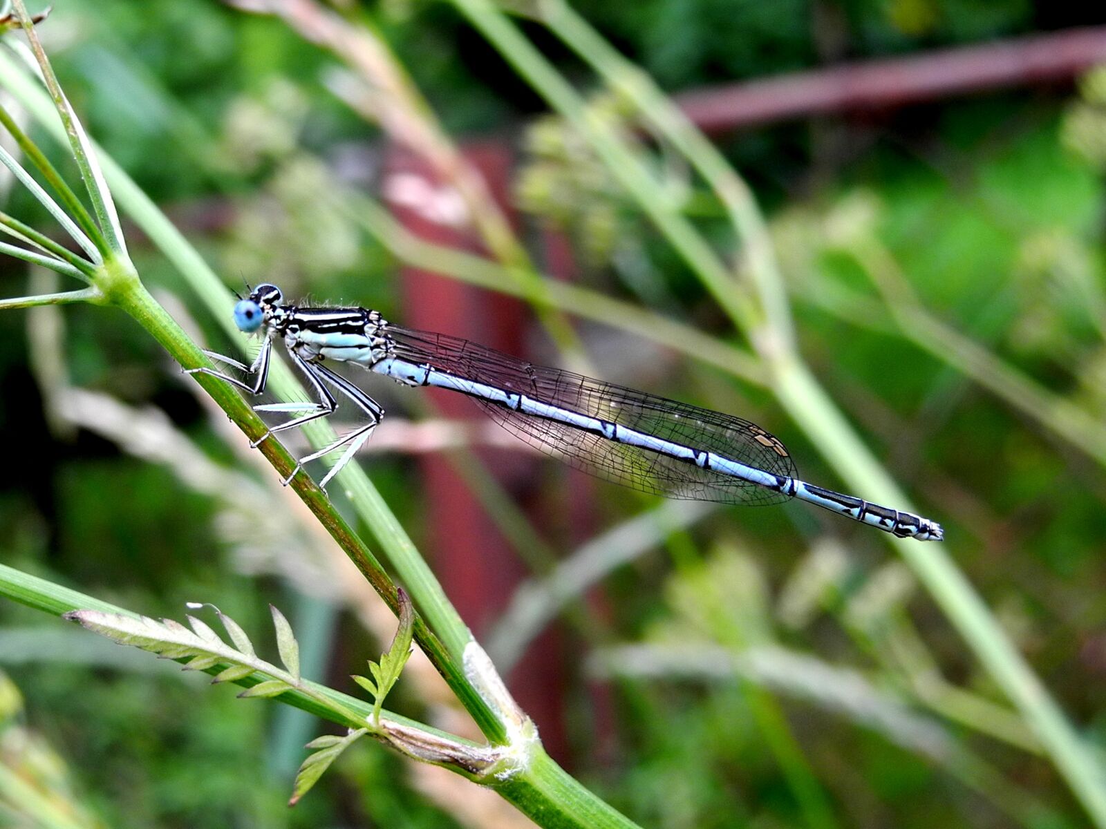 Nikon Coolpix P7000 sample photo. Dragonfly, insect, winged insects photography