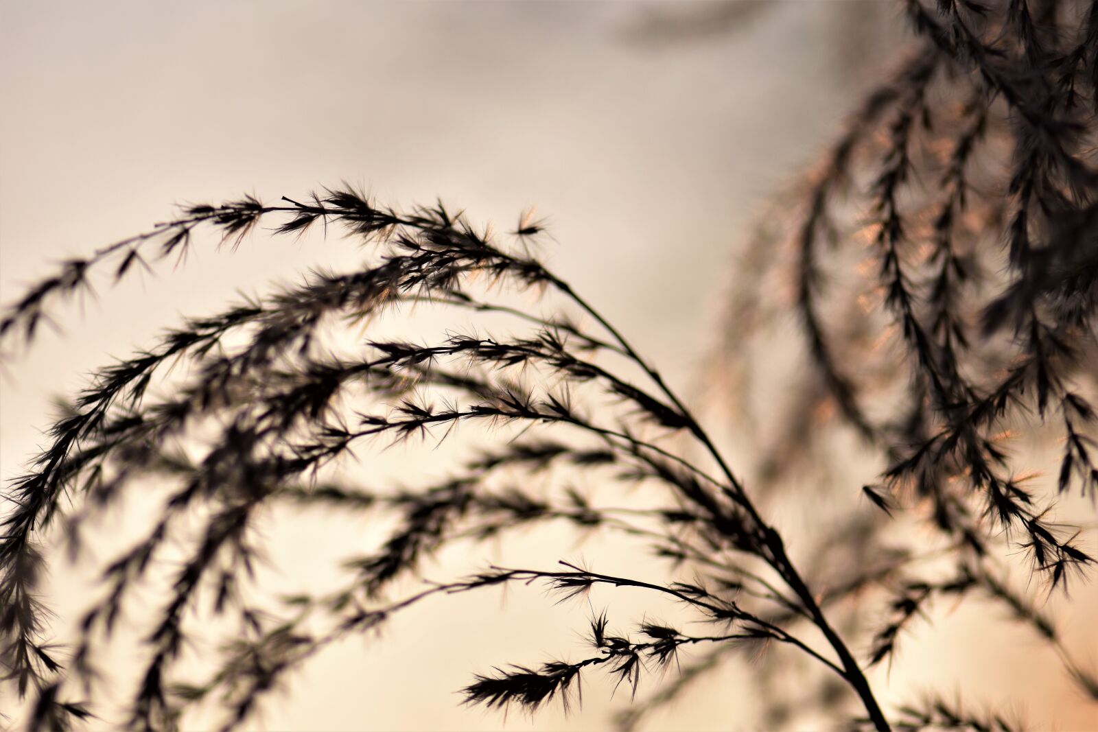 Nikon D5500 sample photo. Bamboo grassedit this page photography
