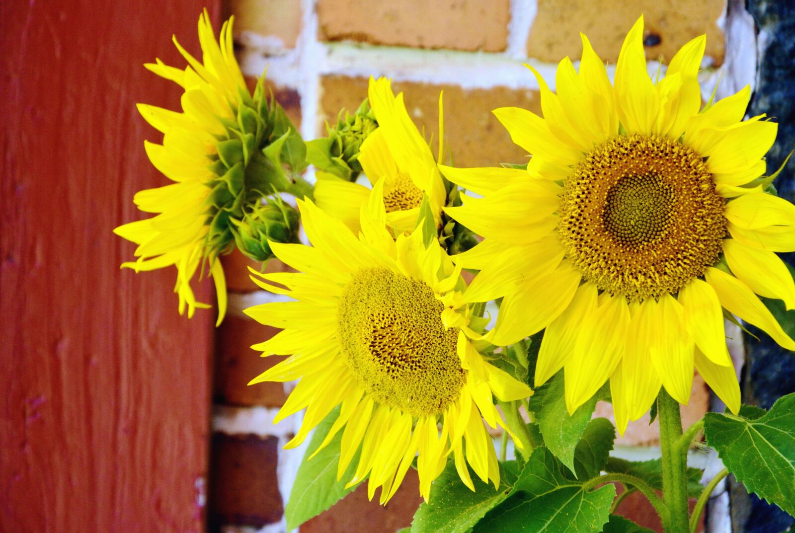 Nikon D5200 sample photo. Sunflower, petals, flower, plant photography