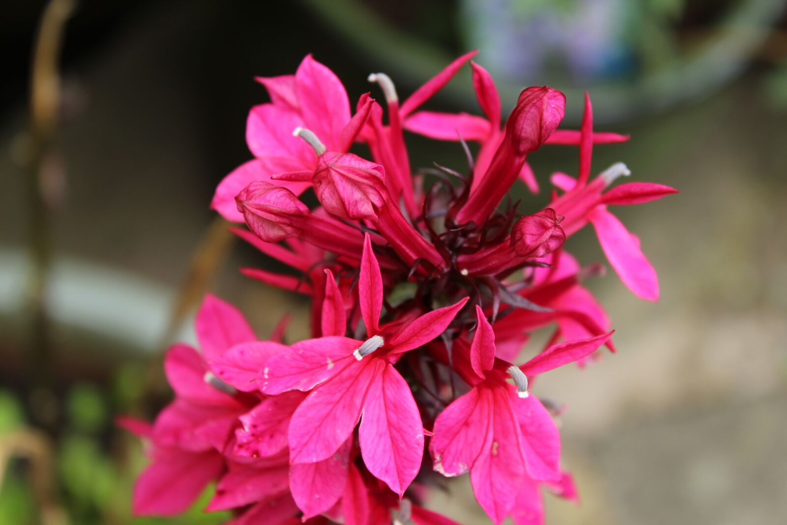Canon EOS 1300D (EOS Rebel T6 / EOS Kiss X80) sample photo. Purple flowers, purple blooms photography