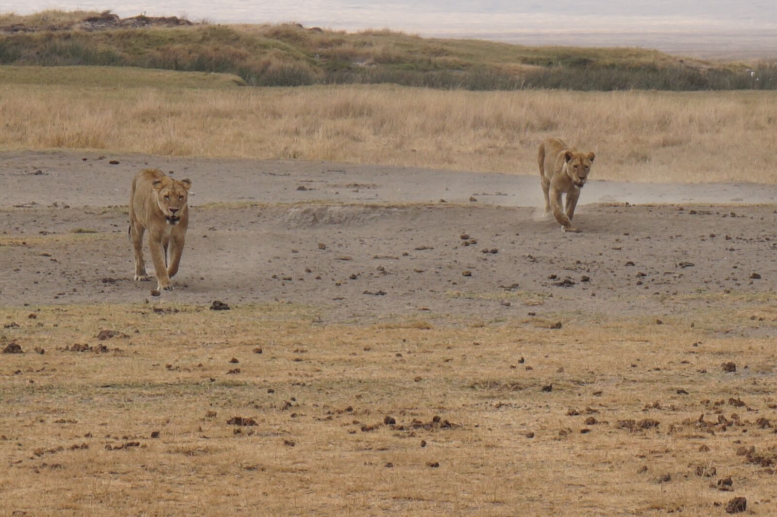 Sony Alpha a5000 (ILCE 5000) sample photo. Wilderness, tiger, safari photography