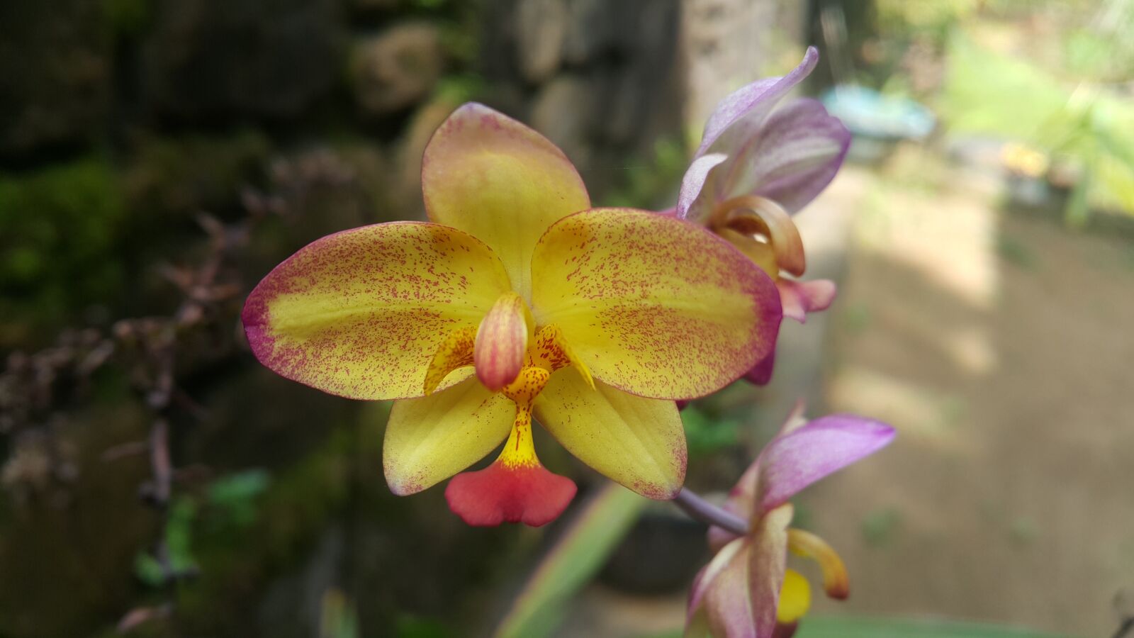 Samsung Galaxy Note4 sample photo. Orchids, flowers, yellow photography