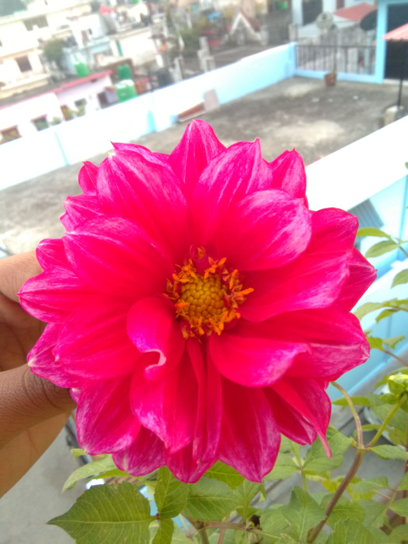 HMD Global Nokia 2 sample photo. Flower, green, home garden photography