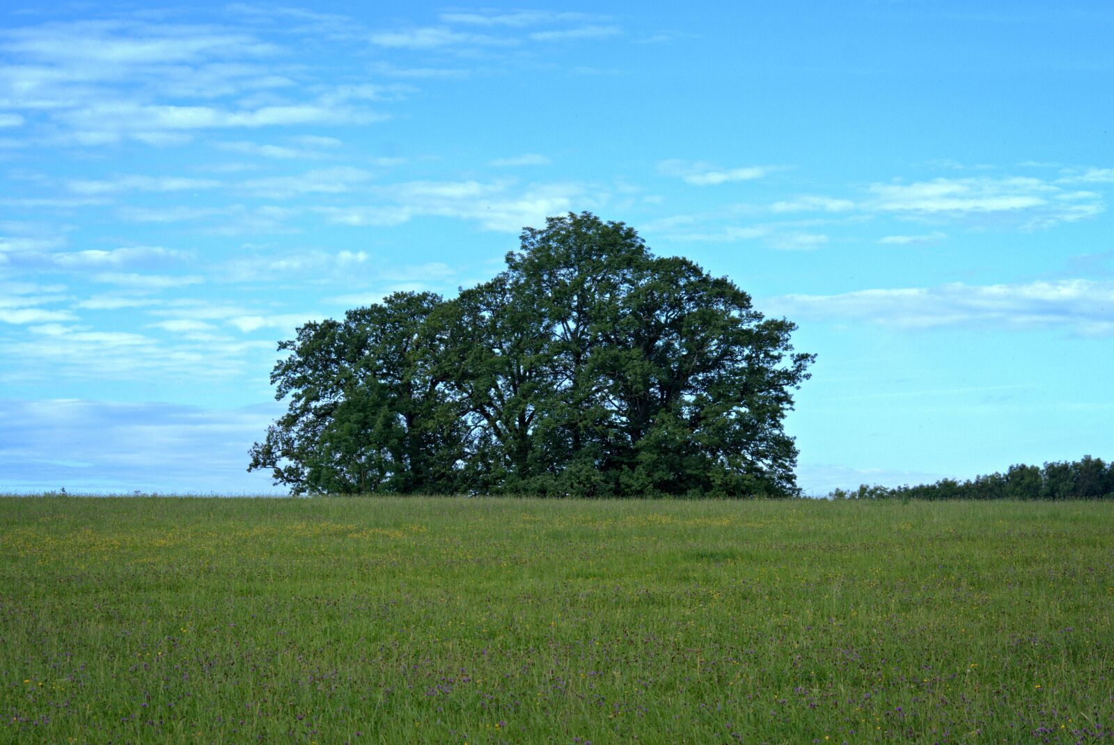 55.0-200.0mm f/4.0-f/5.6 sample photo. Grove of trees, meadow photography