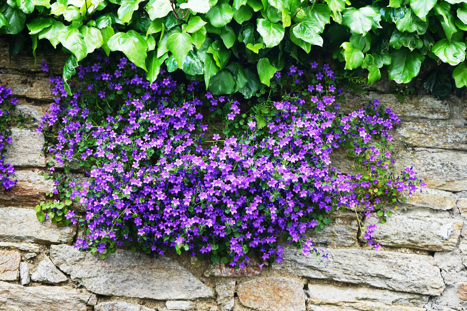 Sony a7 + Sony FE 28-70mm F3.5-5.6 OSS sample photo. Bleu, botanique, campanules, ete photography