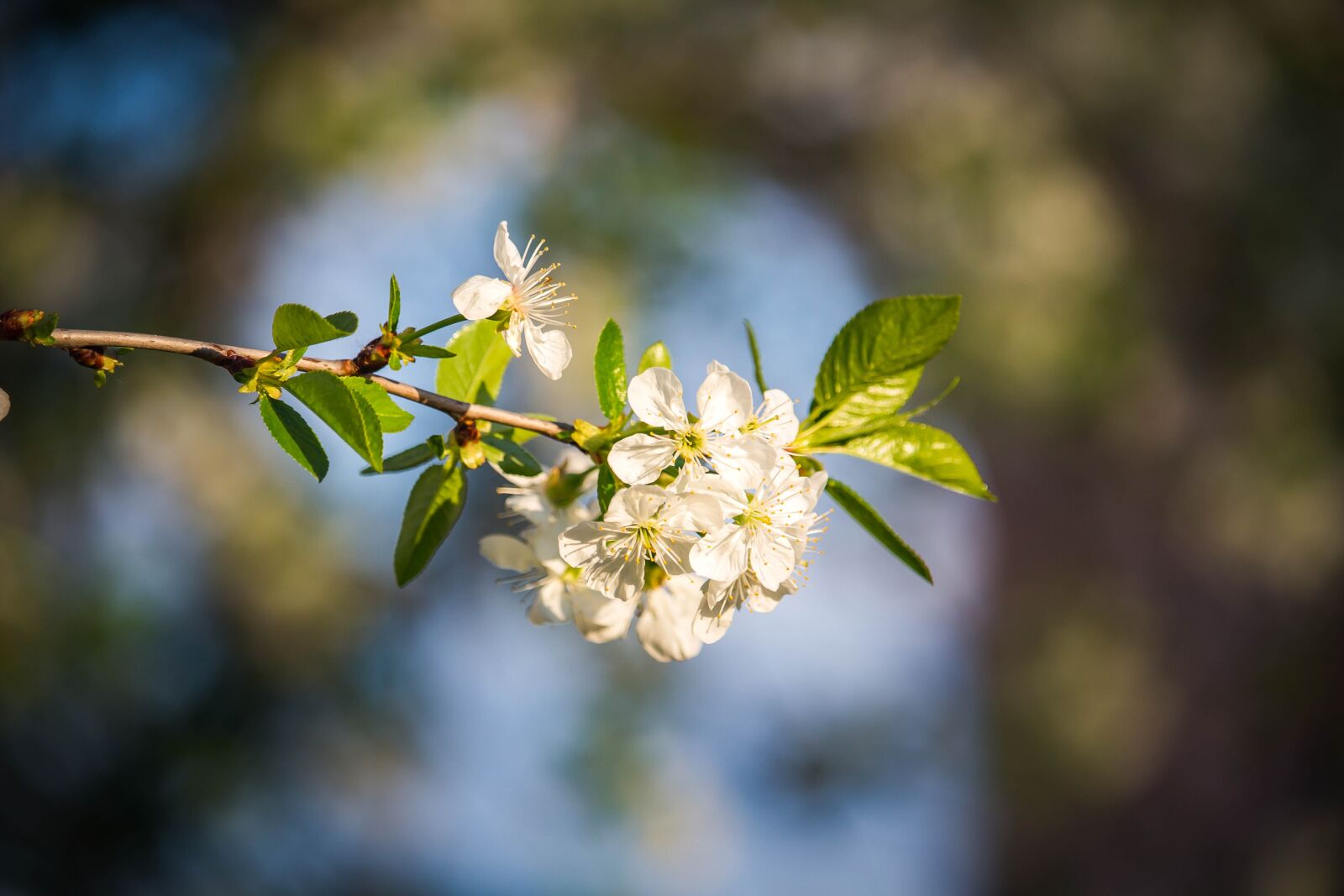 Canon EOS 100D (EOS Rebel SL1 / EOS Kiss X7) sample photo. Flowering tree, white flowers photography