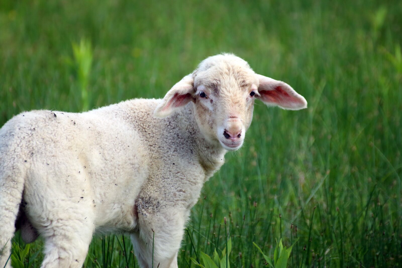Canon EOS 70D sample photo. Sheep, lamb, wool photography