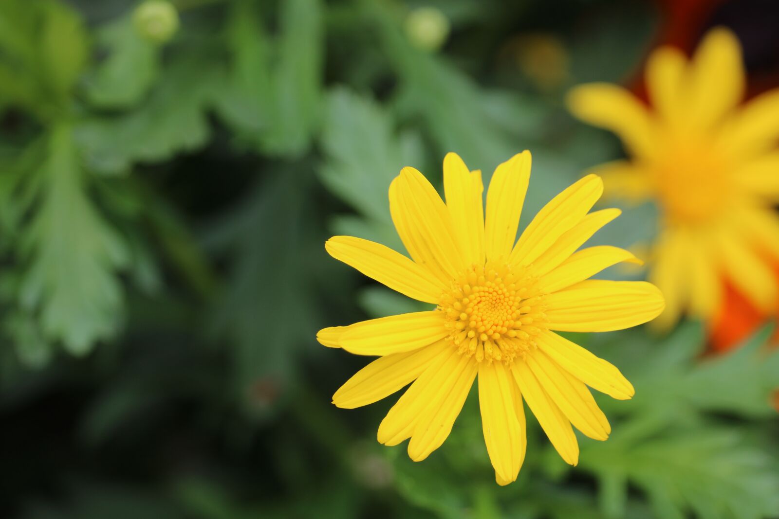 Canon EOS 760D (EOS Rebel T6s / EOS 8000D) sample photo. Nature, plant, summer photography