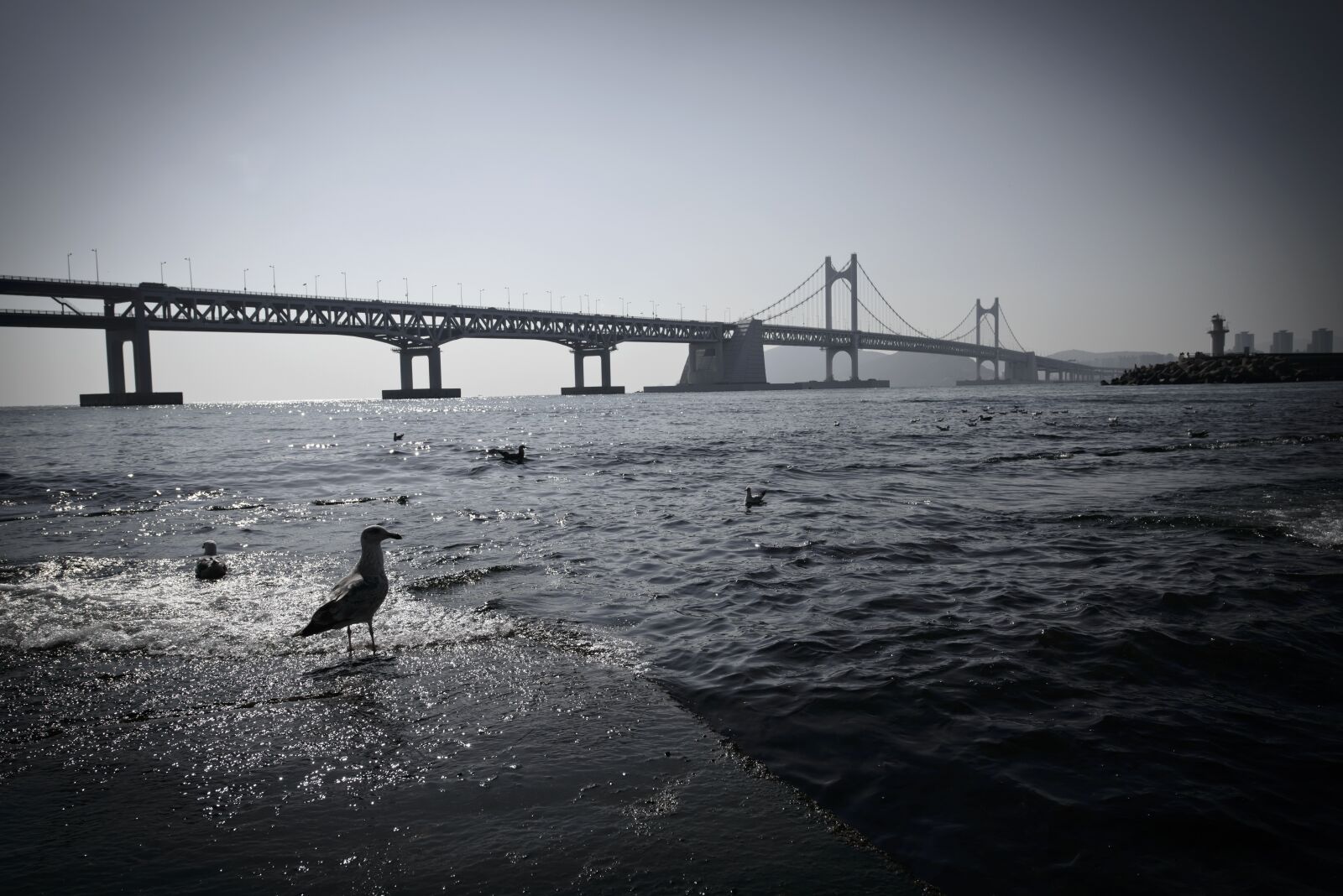 Nikon D800 sample photo. Gwangan bridge, pigeon, sea photography