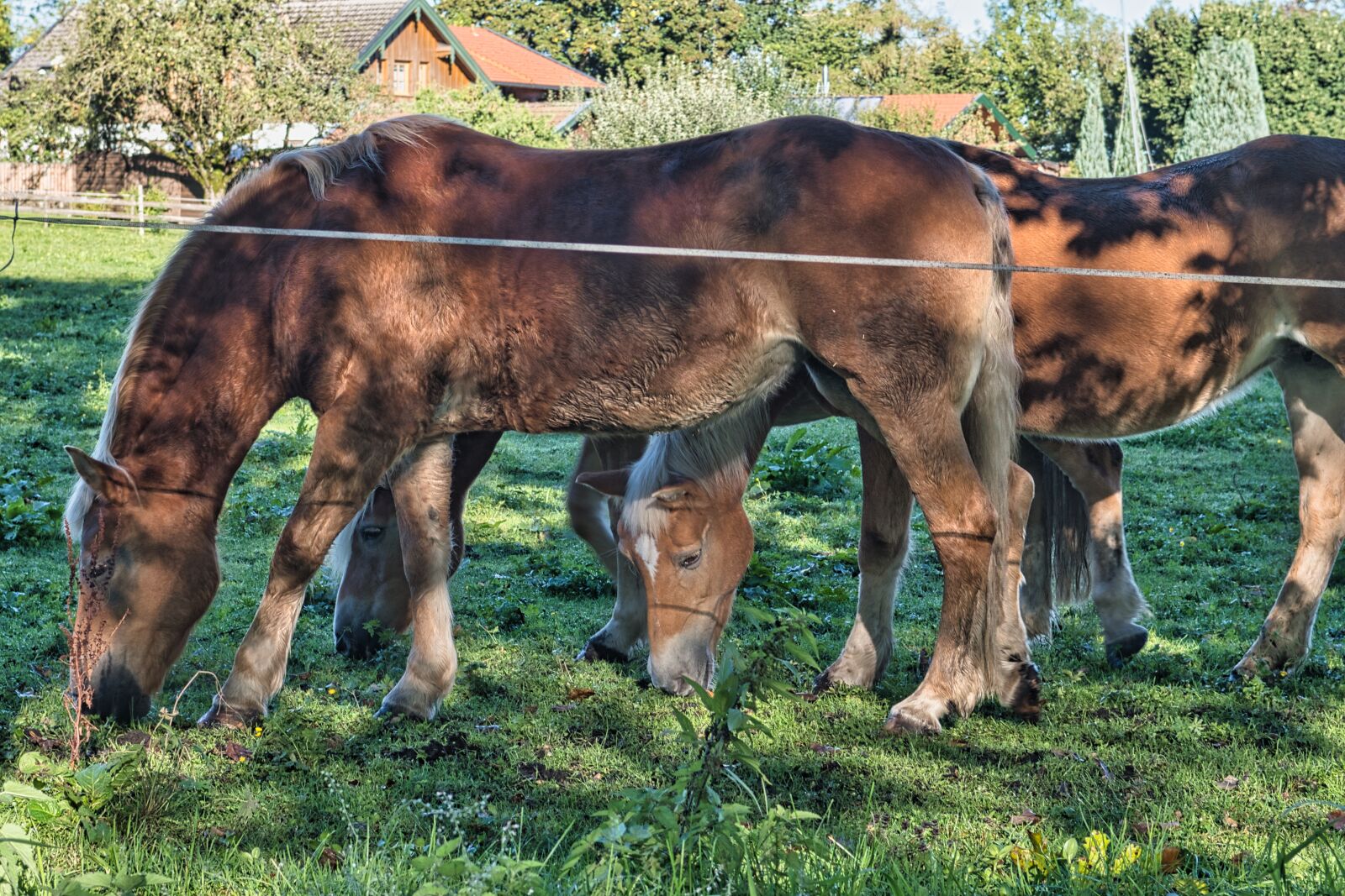 Nikon D7500 sample photo. Horses, ponies, meadow photography