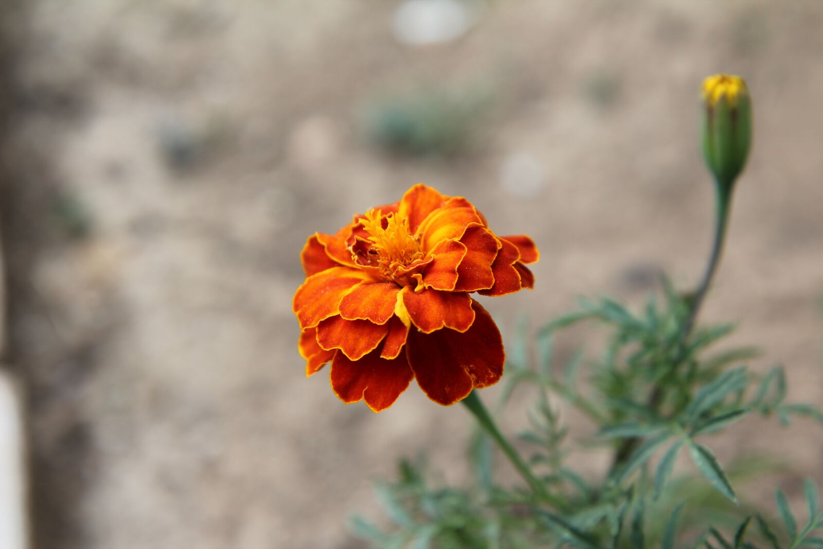 Canon EOS 600D (Rebel EOS T3i / EOS Kiss X5) sample photo. Carnation of india legionnaire photography