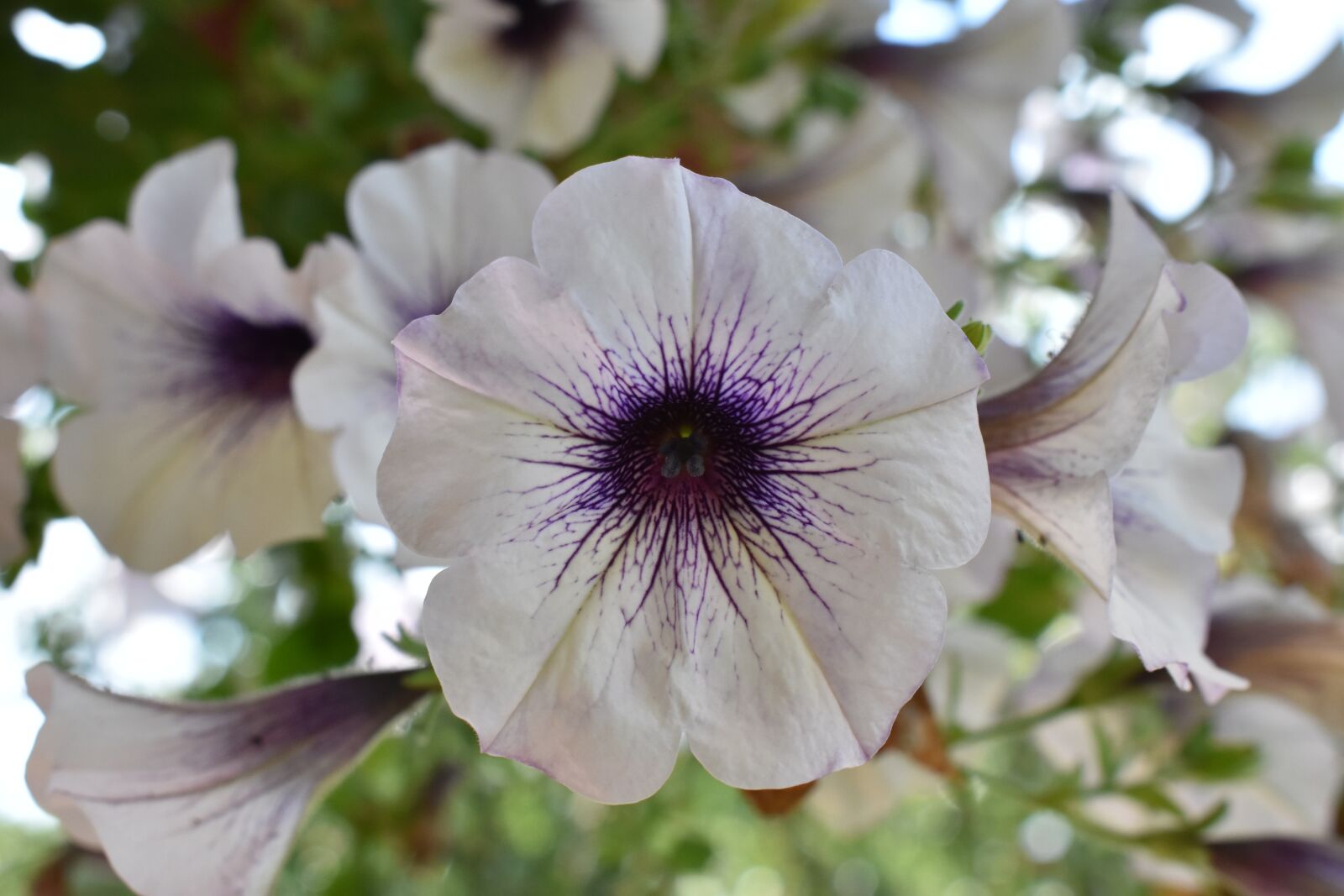 Nikon D3400 sample photo. Flower, purple, white photography