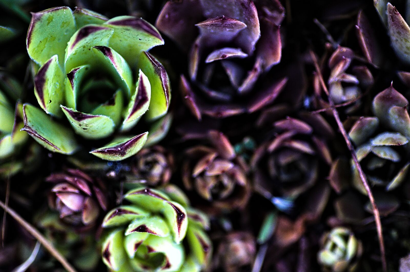 Nikon D7500 sample photo. Garden, plants, succulents photography