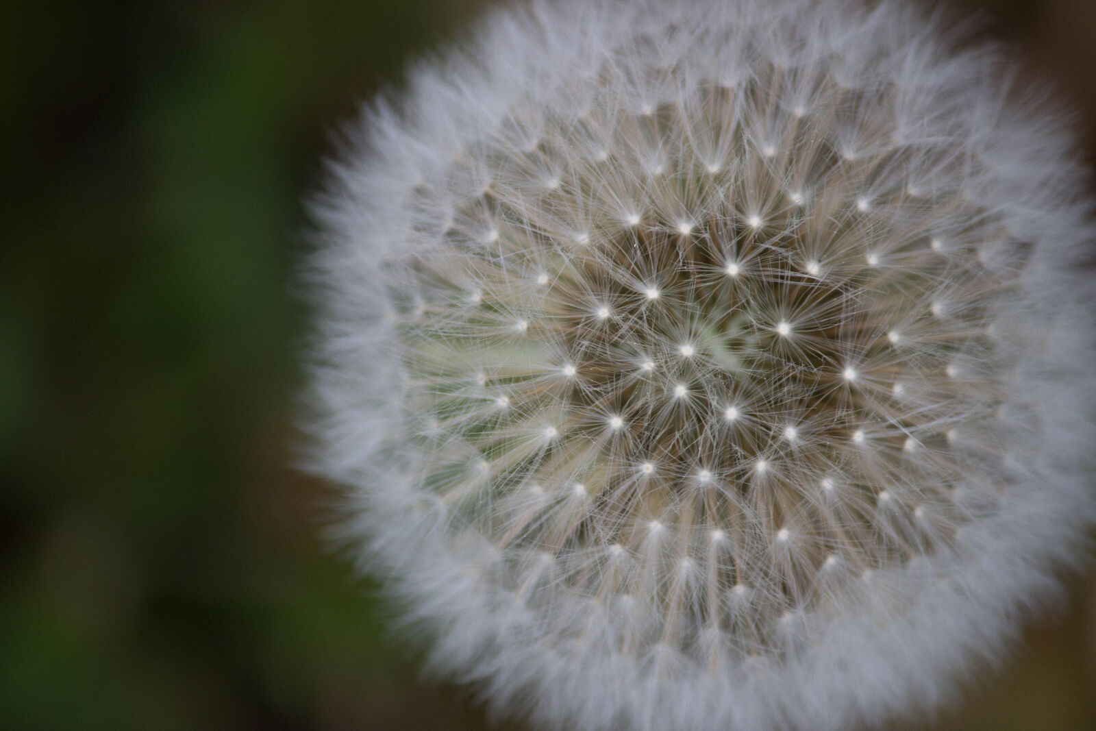 Canon EF-S 55-250mm F4-5.6 IS II sample photo. Close, up, dandelion photography