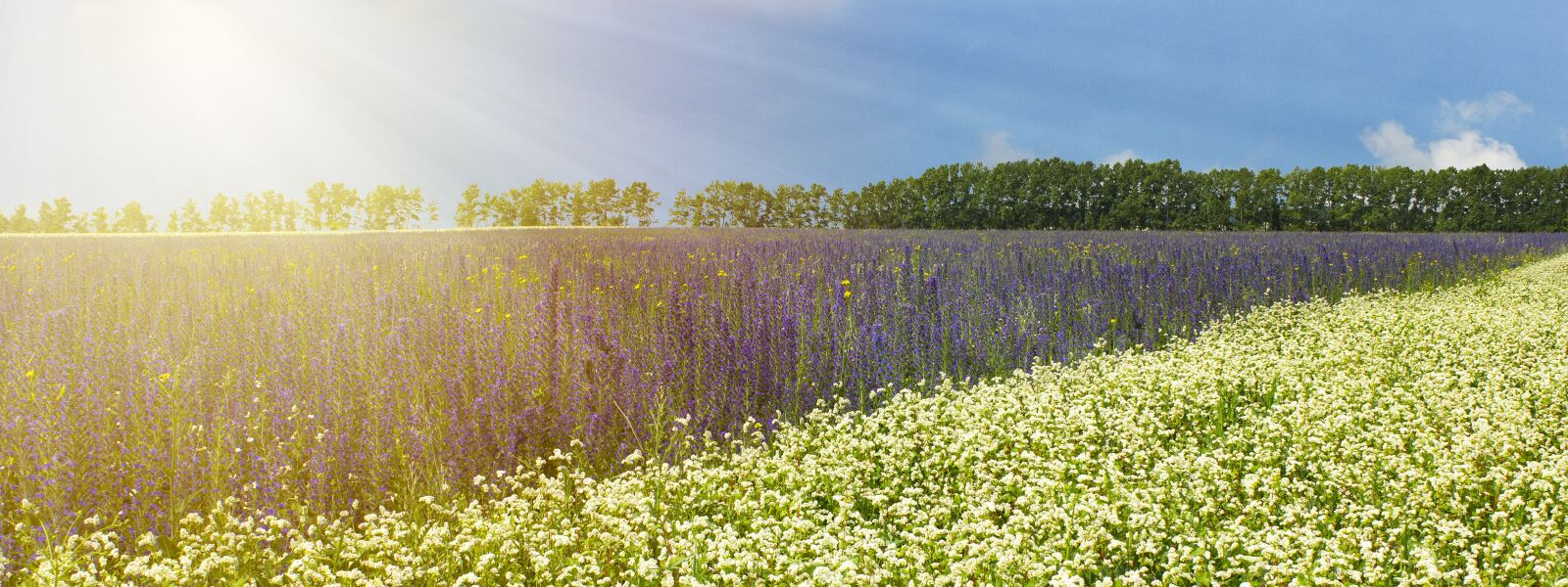 Canon EOS 600D (Rebel EOS T3i / EOS Kiss X5) sample photo. Summer, sun, sunlight photography