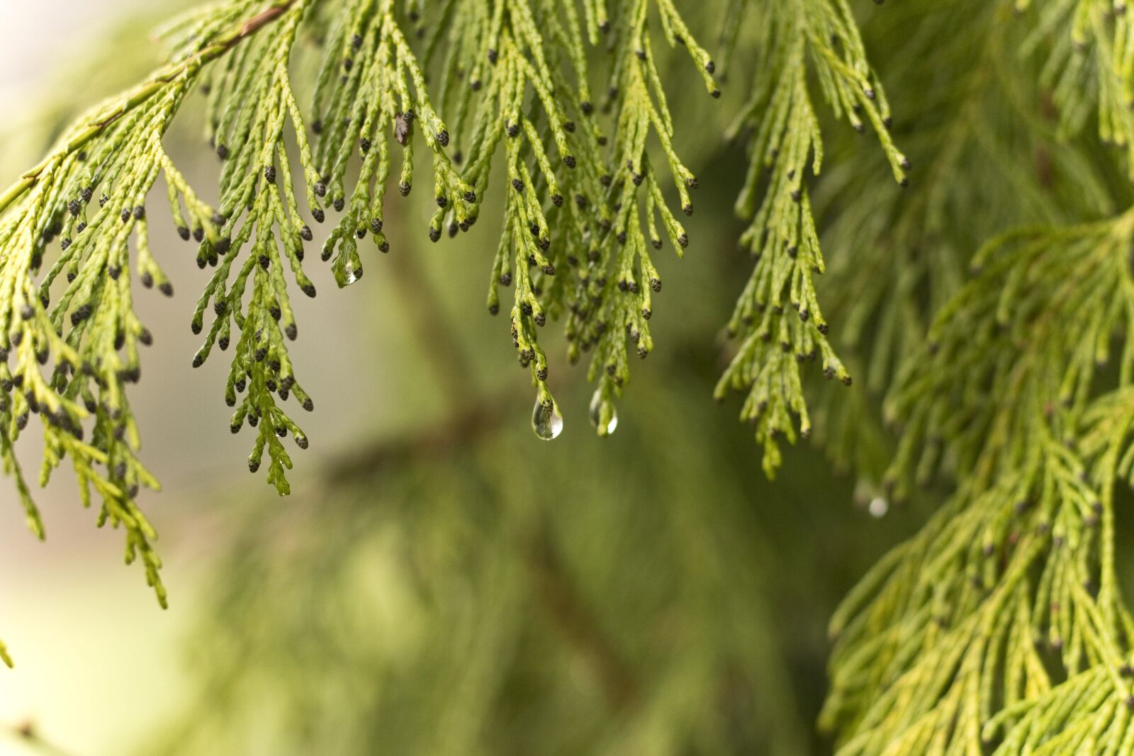 Canon EOS 1300D (EOS Rebel T6 / EOS Kiss X80) sample photo. Drip, nature, branch photography