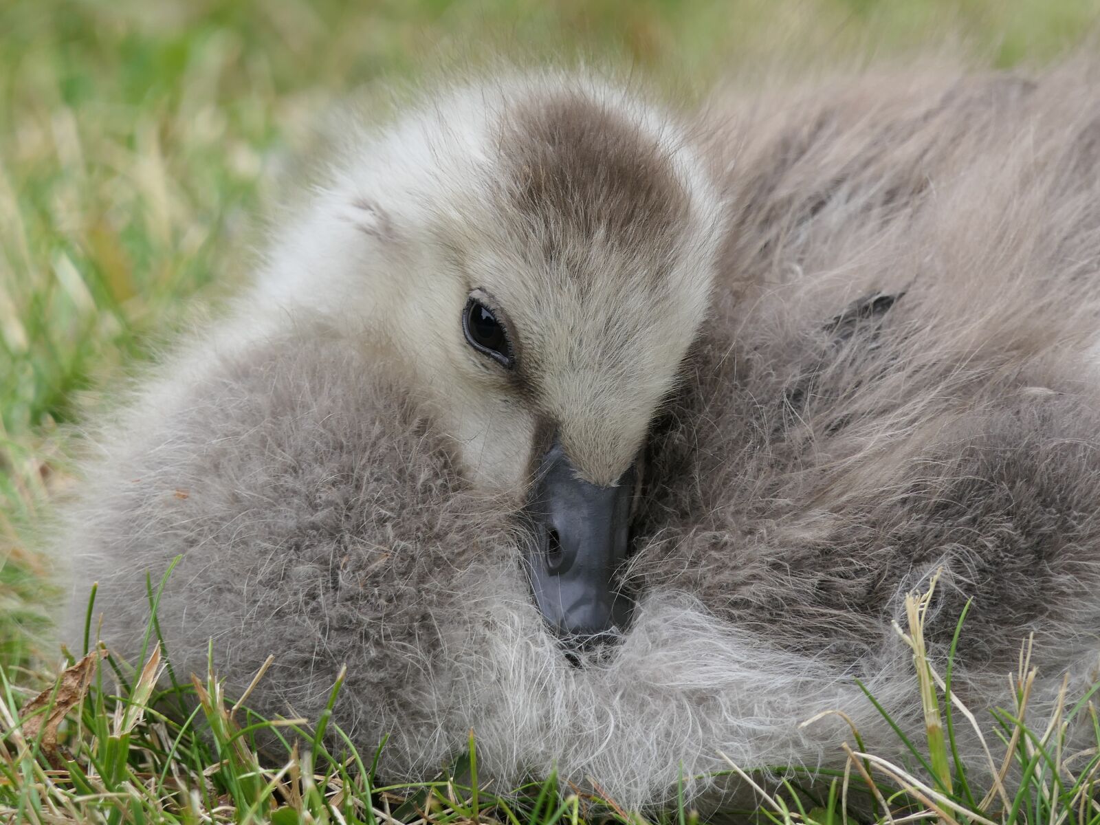 Panasonic Lumix DMC-FZ2500 (Lumix DMC-FZ2000) sample photo. Duckling, baby, rest photography