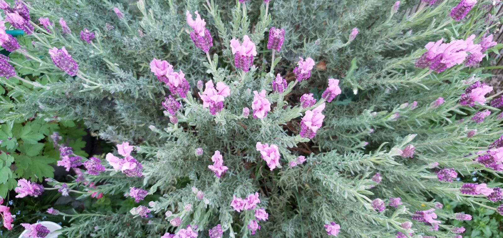 Samsung Galaxy S10 sample photo. Lavender, bush, flowers photography