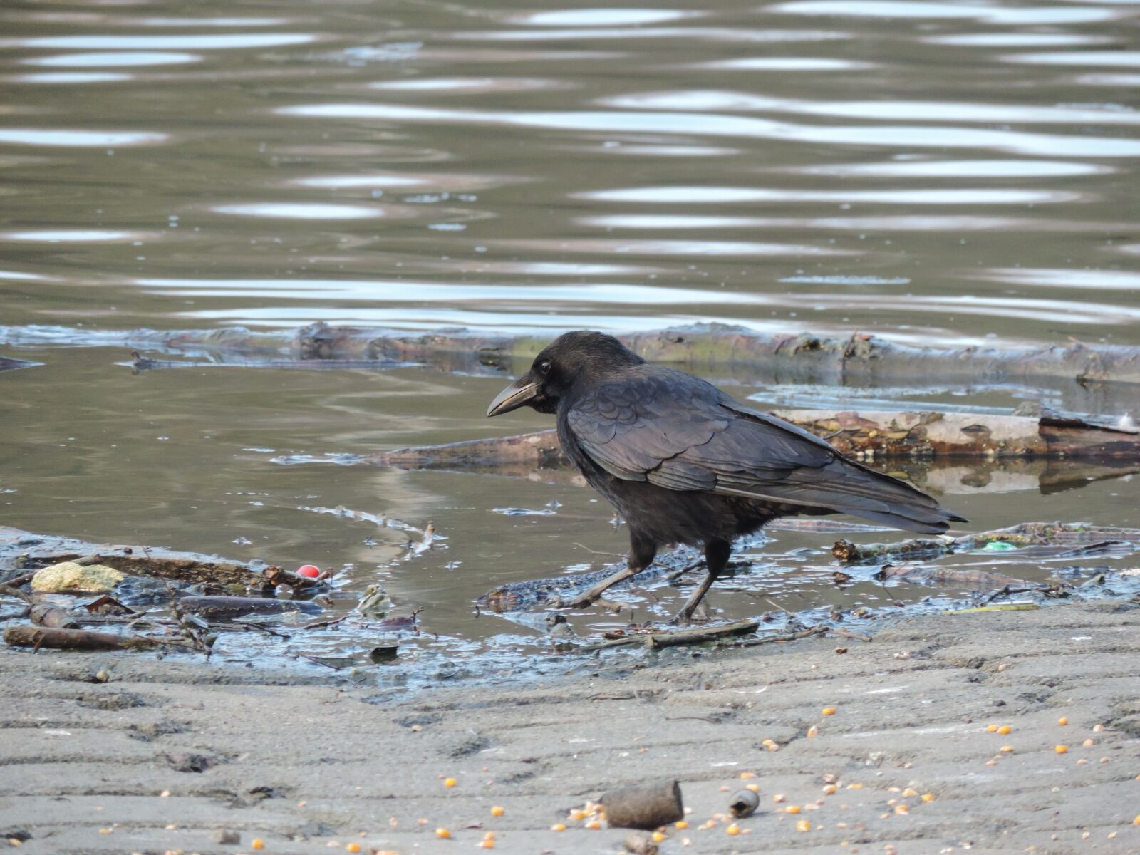 Nikon Coolpix P520 sample photo. Bird, black, corneille photography