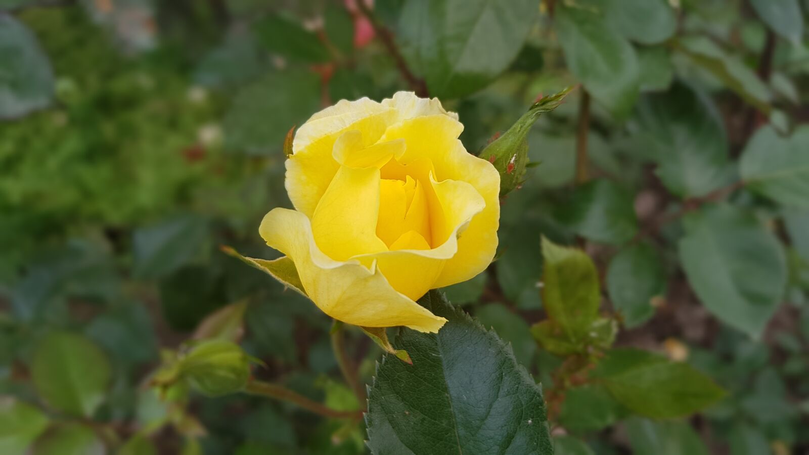 Samsung Galaxy Note Fan Edition sample photo. Yellow, rose, romance photography