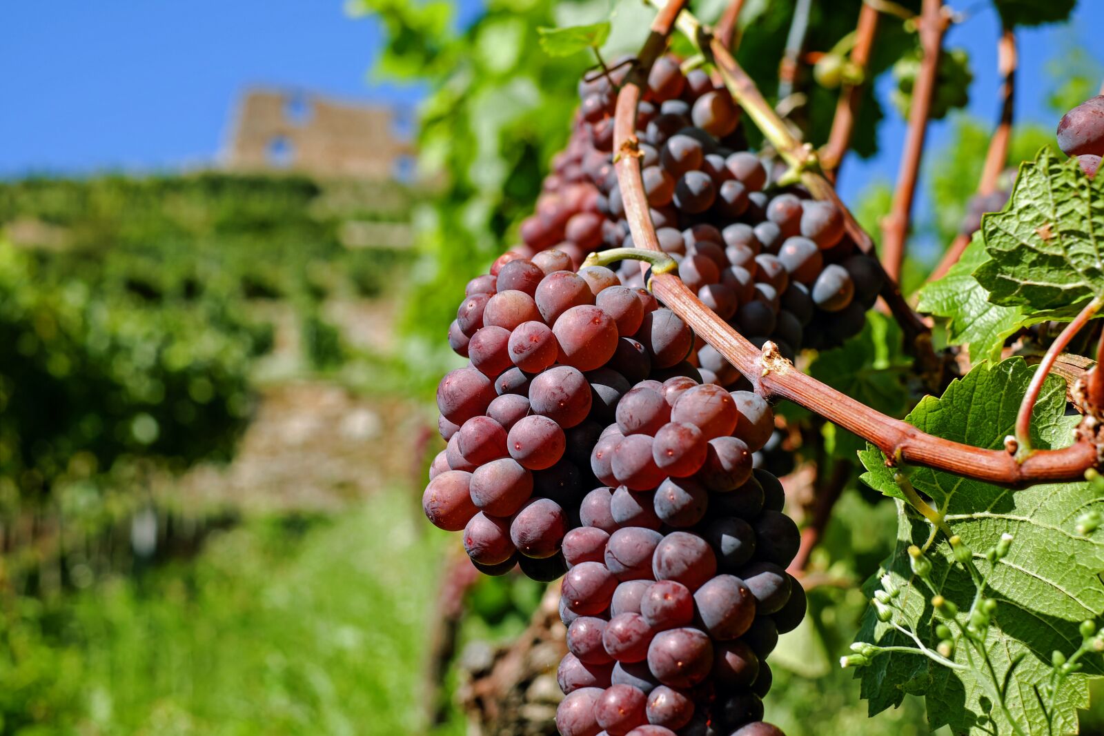 Fujifilm X-T10 + Fujifilm XF 35mm F1.4 R sample photo. Grapes, fruit, red photography