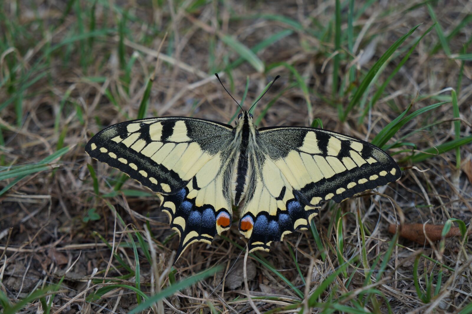 Sony Alpha a3000 + Sony E 18-55mm F3.5-5.6 OSS sample photo. Butterfly, yellow, insect photography