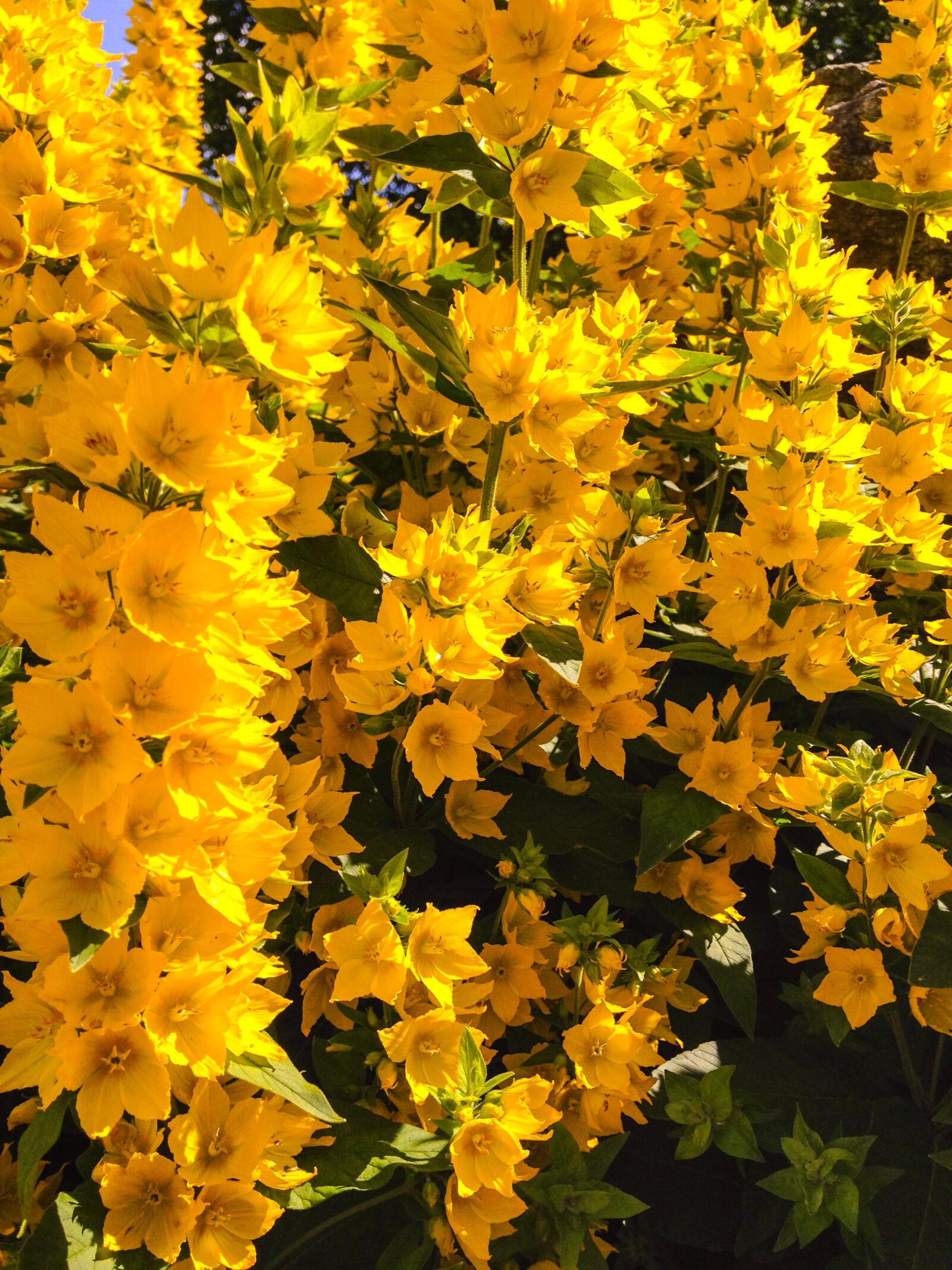 Apple iPhone 5c sample photo. Flowers, yellow, summer photography