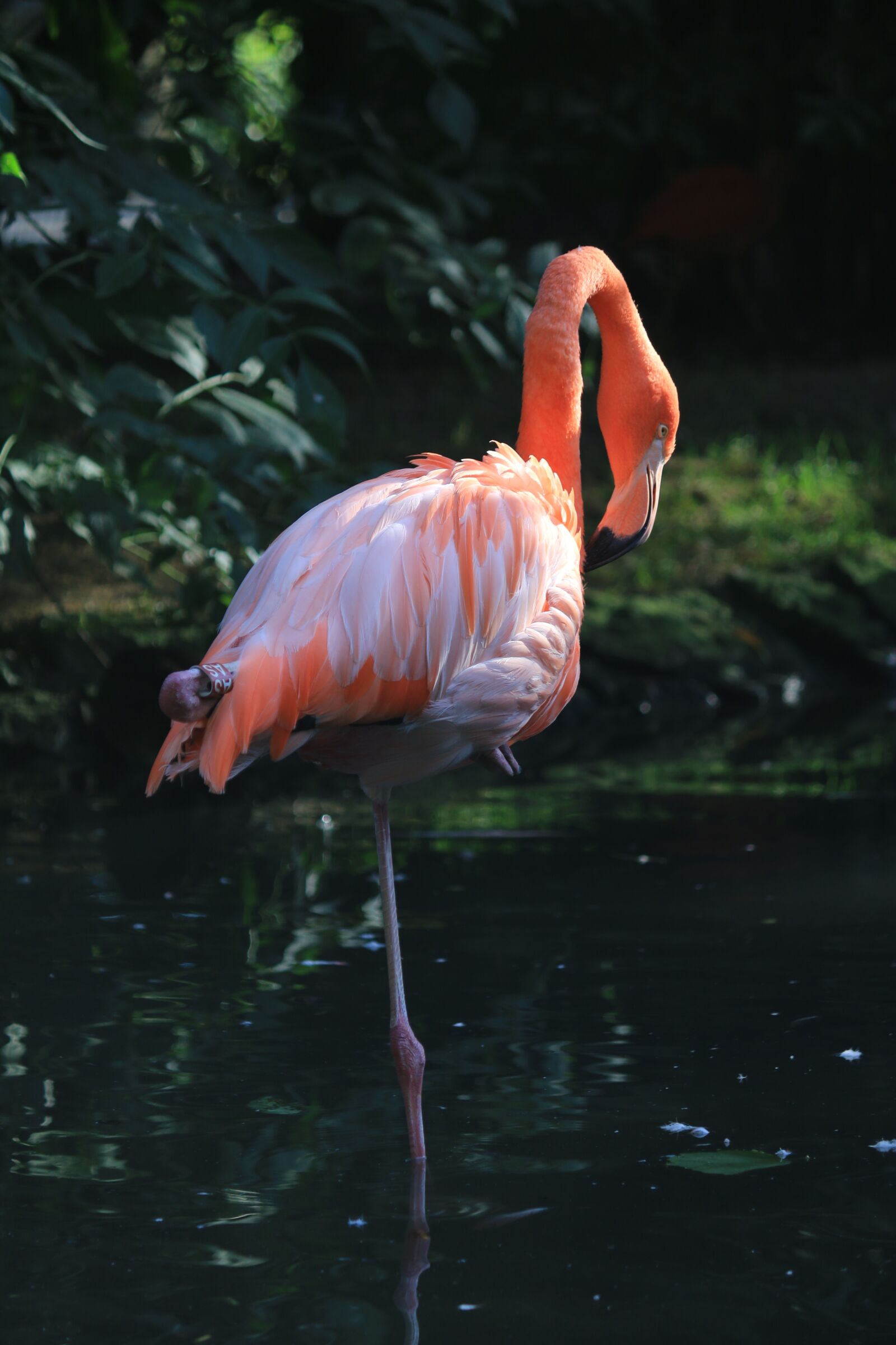 Canon EOS 70D sample photo. Flamingo, bird, flament pink photography