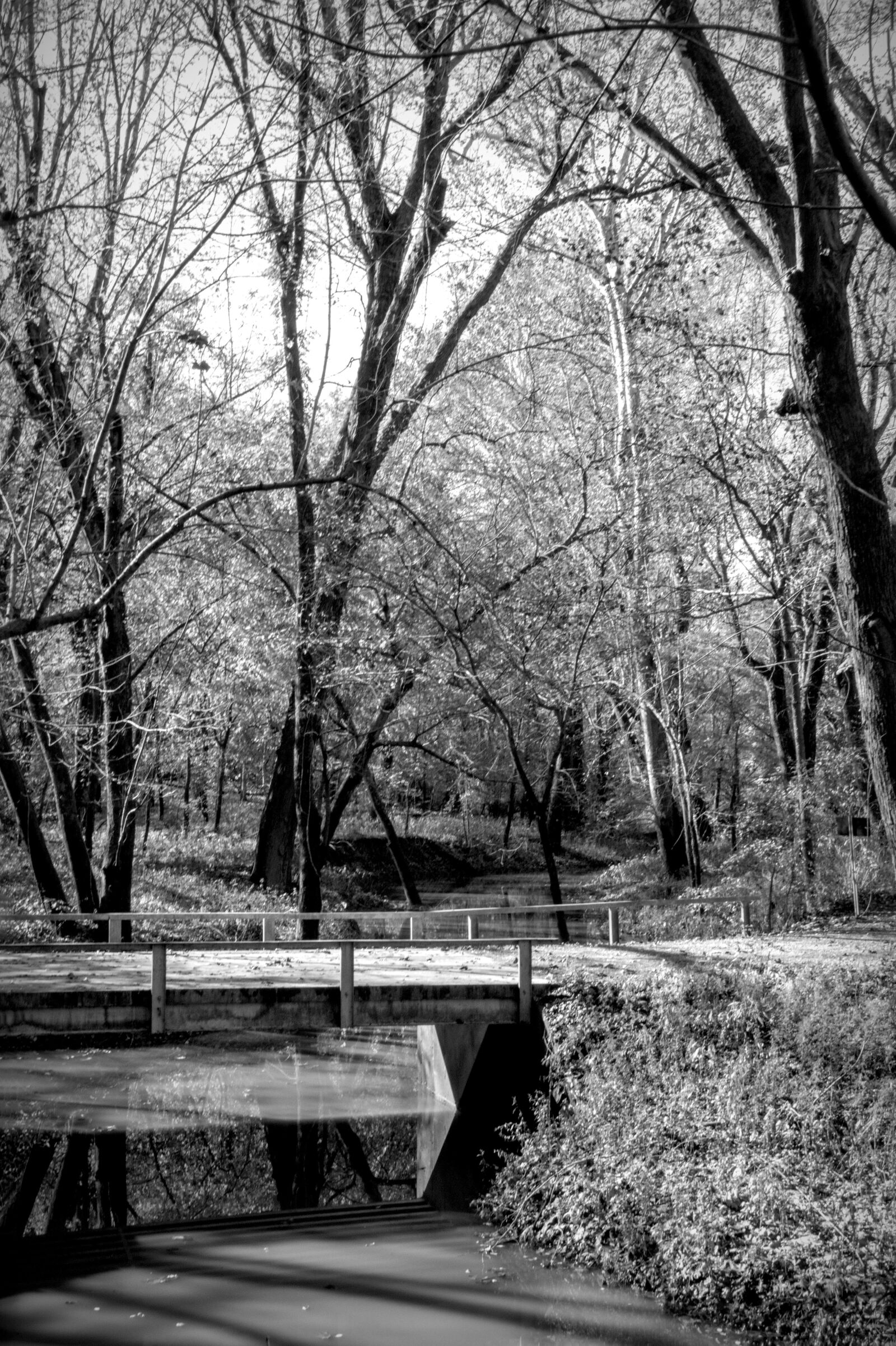 Nikon D850 sample photo. Trees, scenic, water photography