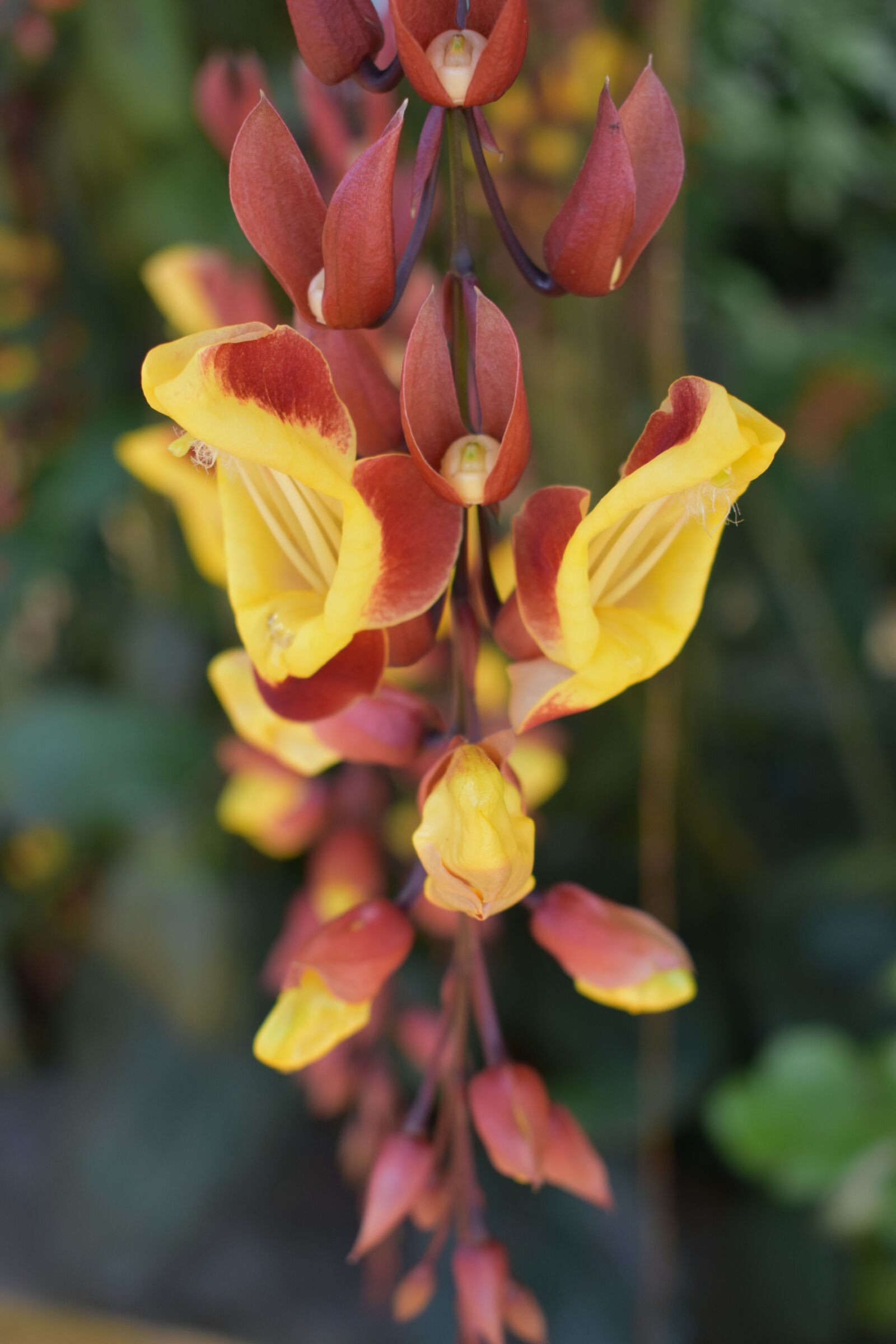 Nikon D3400 sample photo. Nature, garden, spring photography