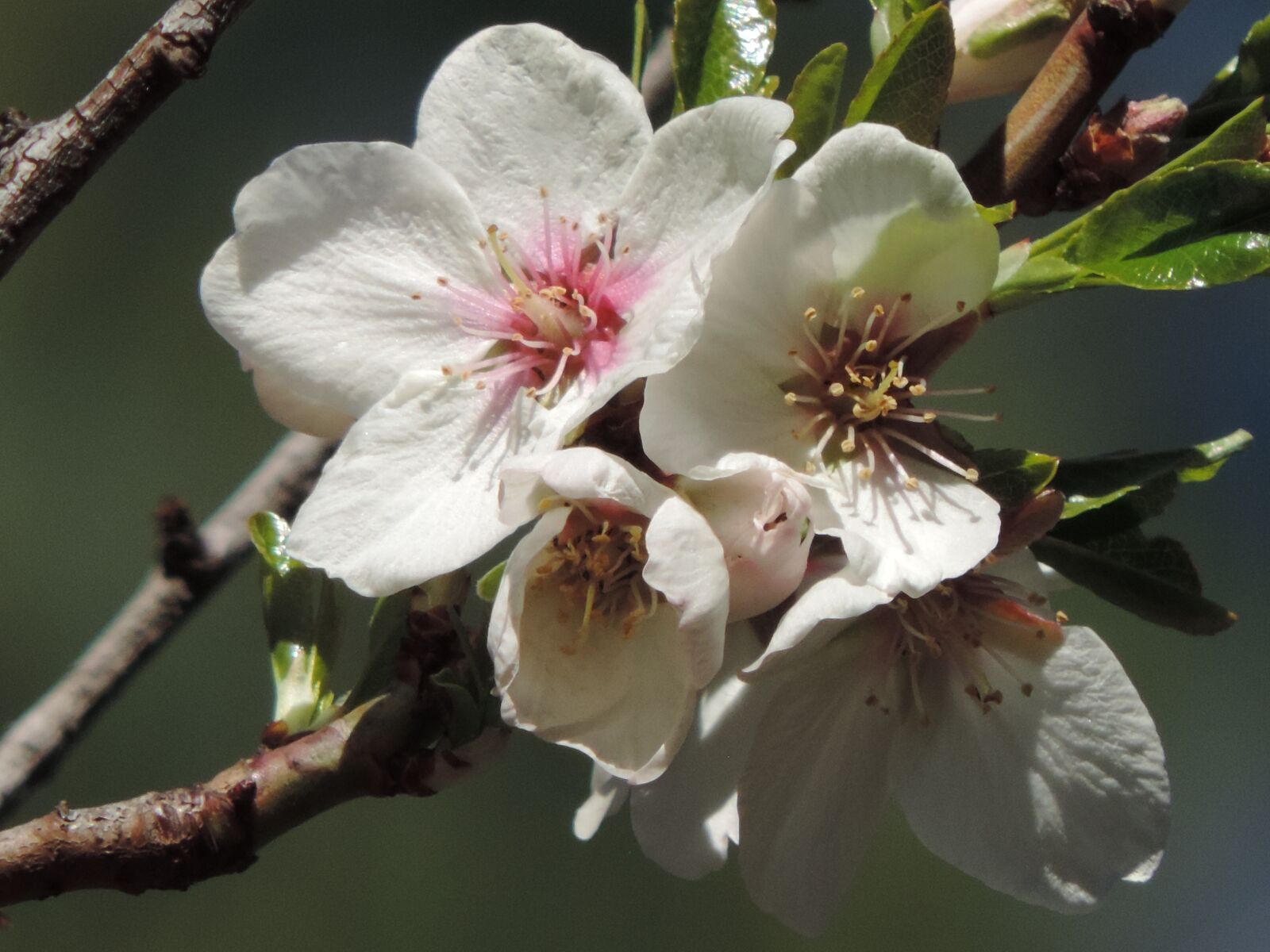 Nikon Coolpix P520 sample photo. Cherry blossom, branch, flowers photography