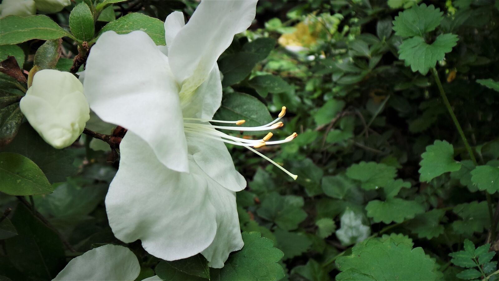 Samsung Galaxy Camera (Wi-Fi) sample photo. White azaleas, flowers, danahham photography