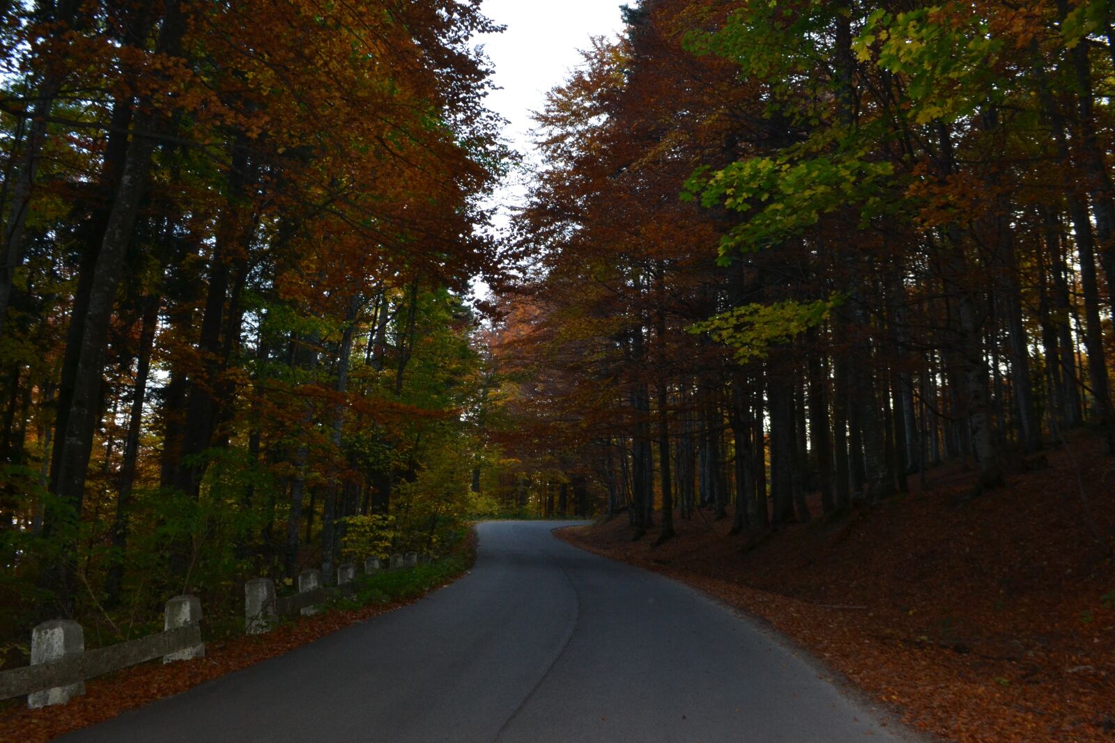 Nikon D3100 sample photo. Road, autumn, nature photography