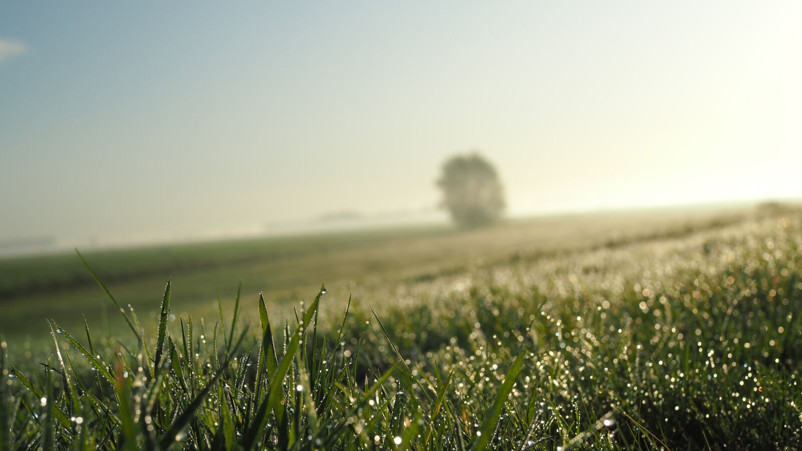 Olympus OM-D E-M5 II sample photo. Nature, grass, dew photography