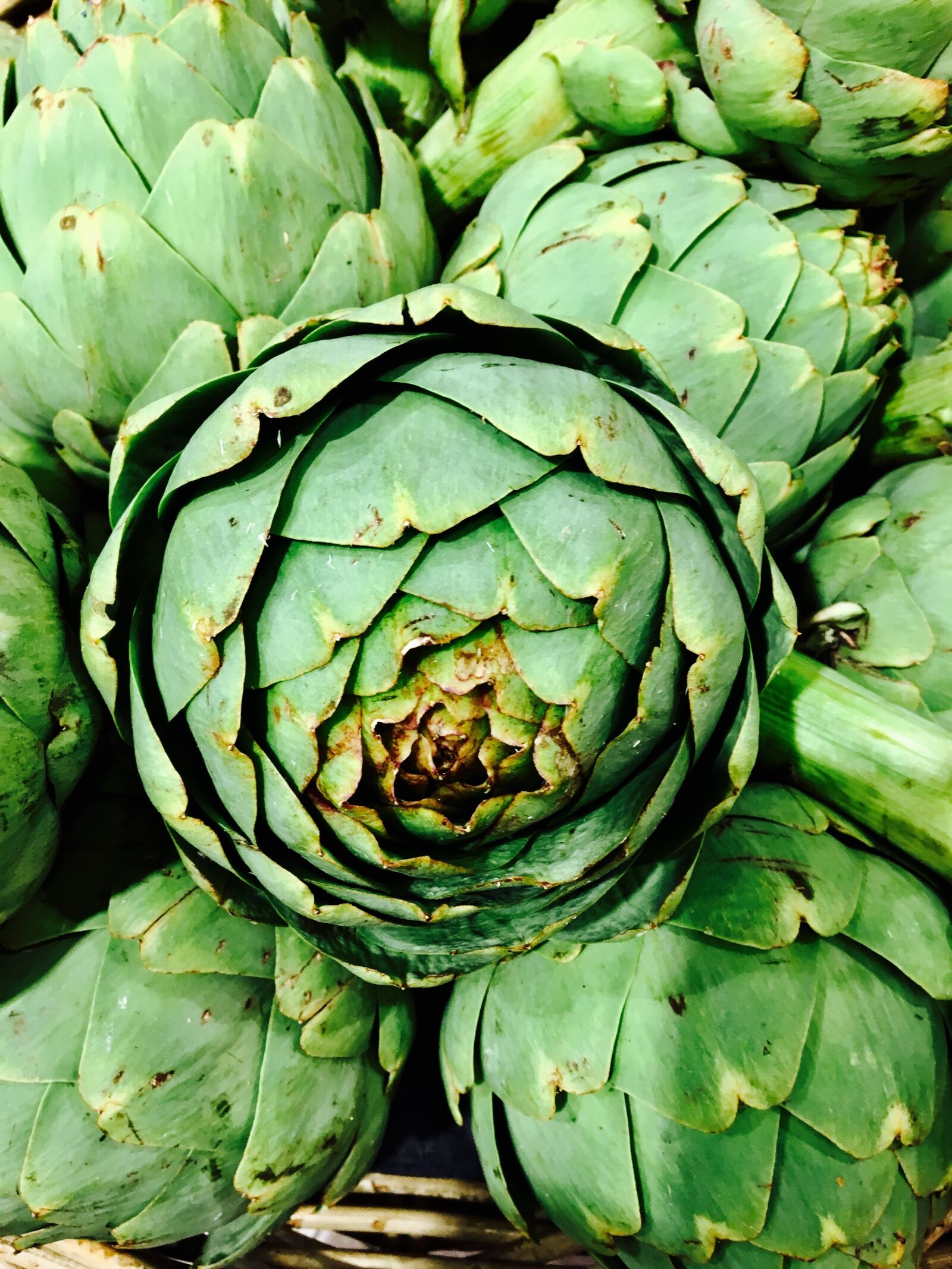 Apple iPhone 6s sample photo. Artichokes, green, eat photography