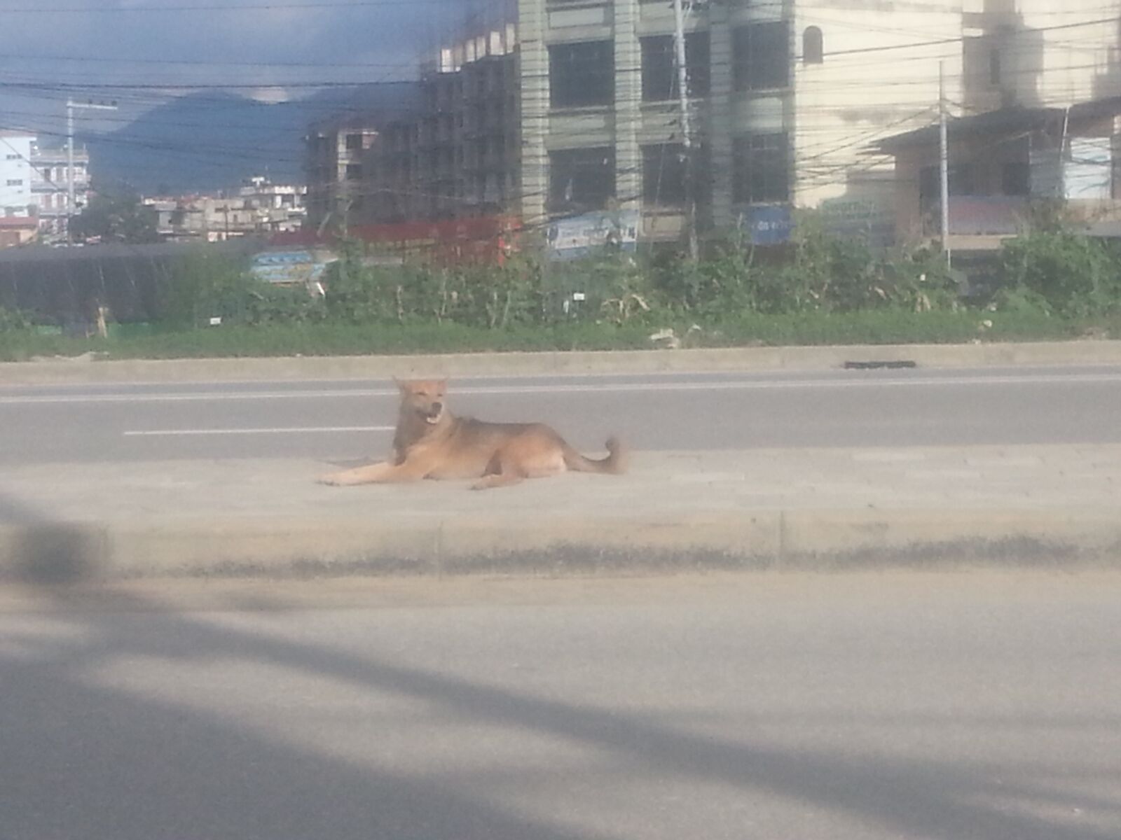Samsung Galaxy S3 sample photo. Dog, road, vehicle photography