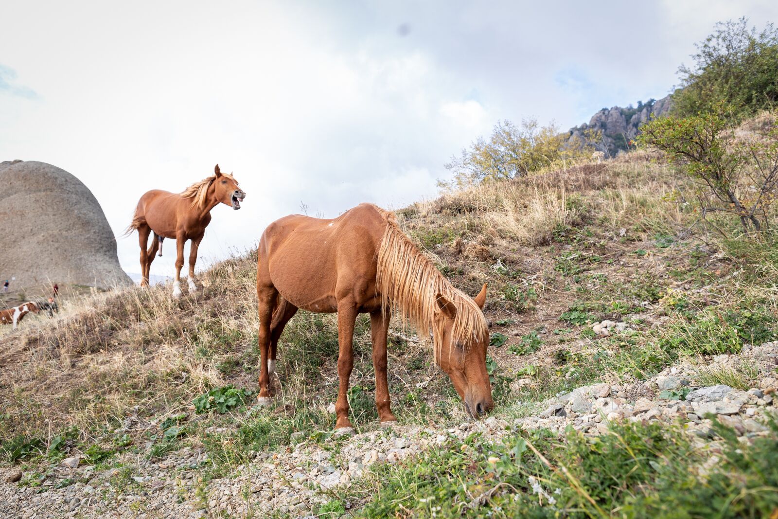 Canon EOS 6D + Canon EF 24mm F1.4L II USM sample photo. Horse, mount, rock photography