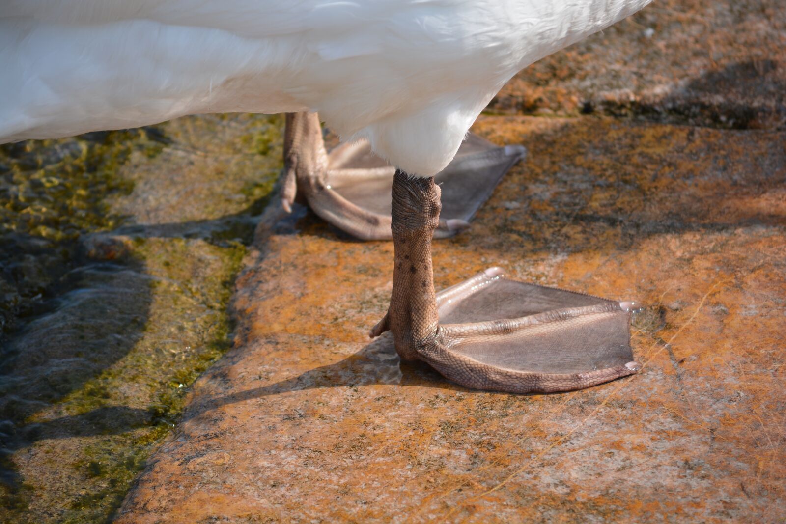 Nikon D7100 sample photo. Goose, animal, legs photography