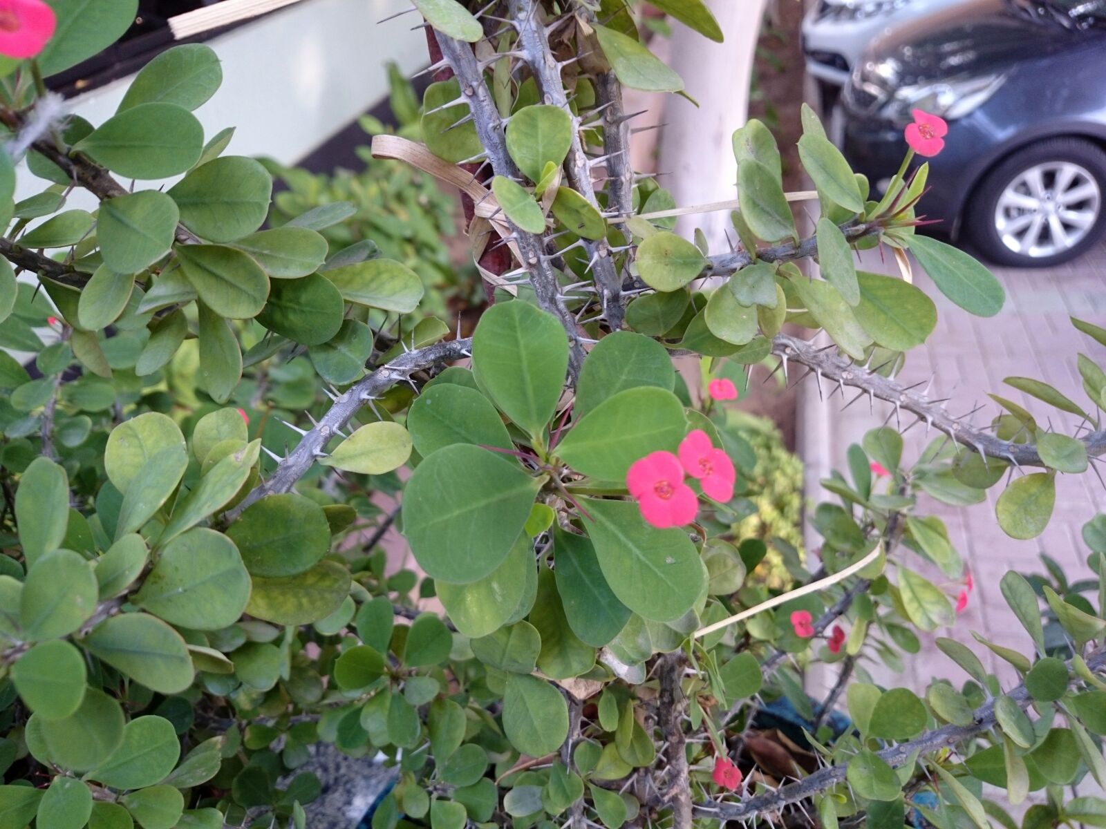 Sony Xperia Z1 Compact sample photo. Leaves, flower, floral photography